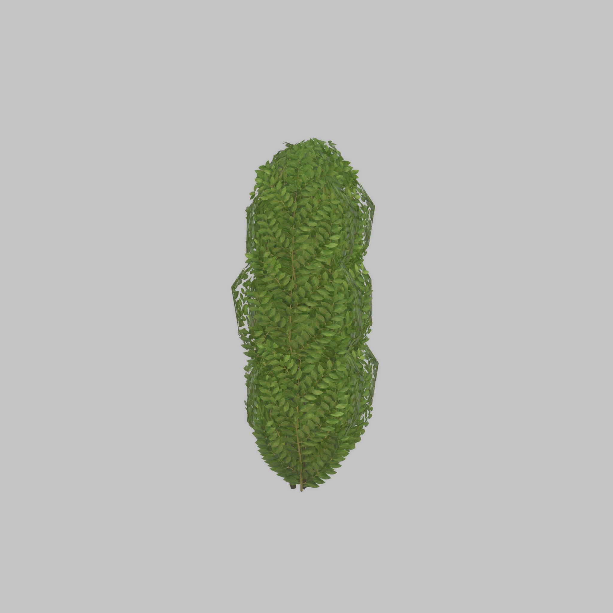 Cherry laurel hedge 1000mm version-3 Low-poly 3D model_22
