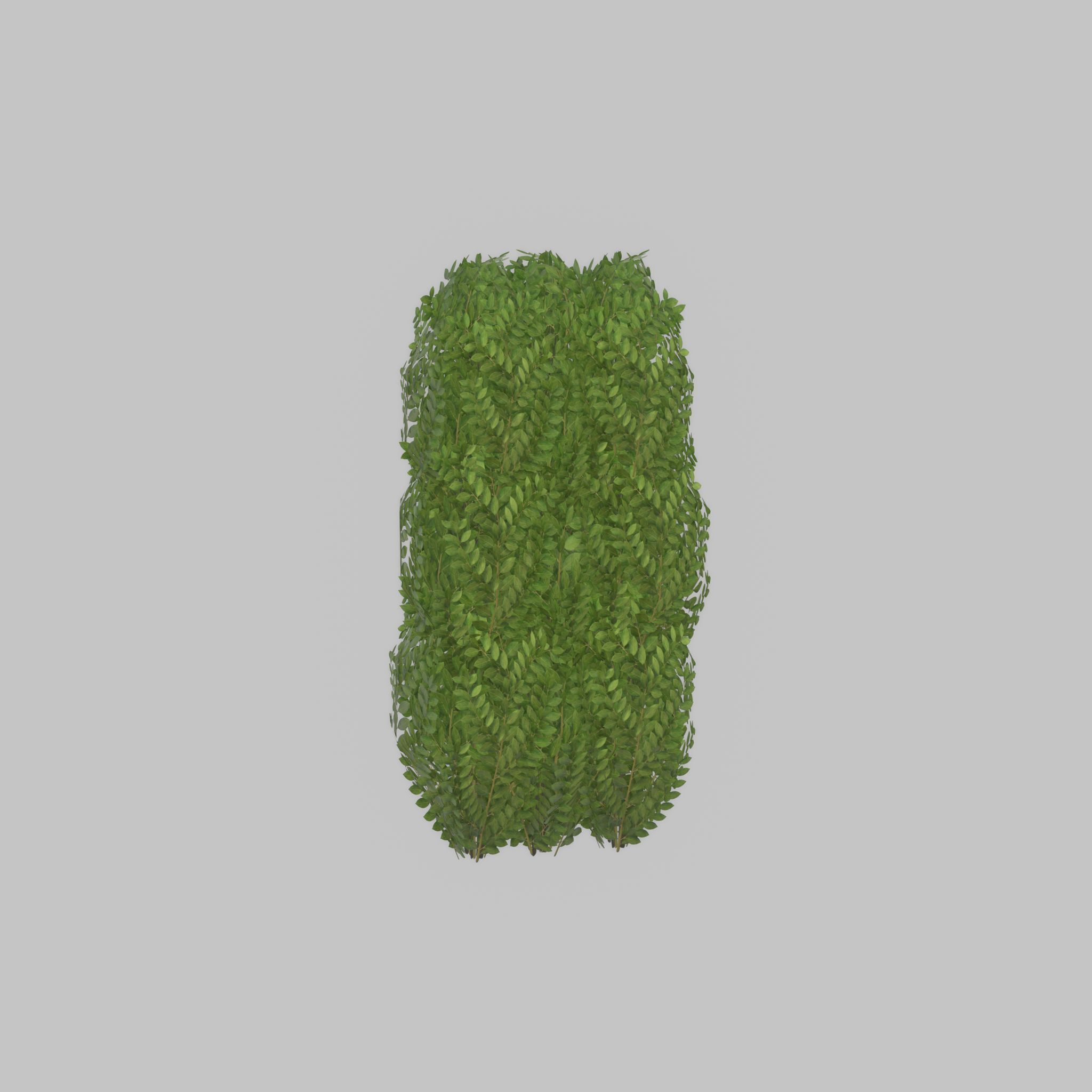 Cherry laurel hedge 1000mm version-3 Low-poly 3D model_28