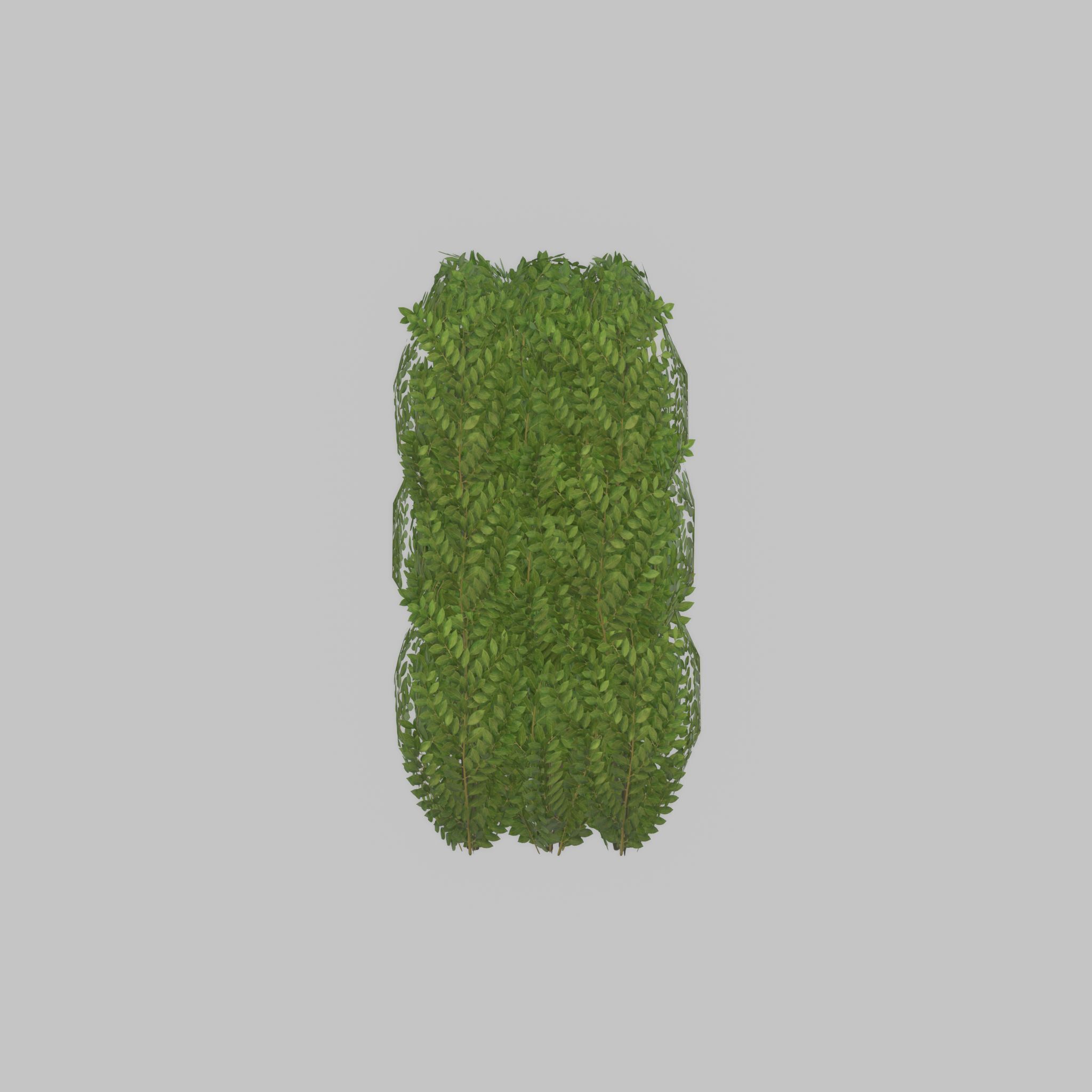 Cherry laurel hedge 1000mm version-3 Low-poly 3D model_48