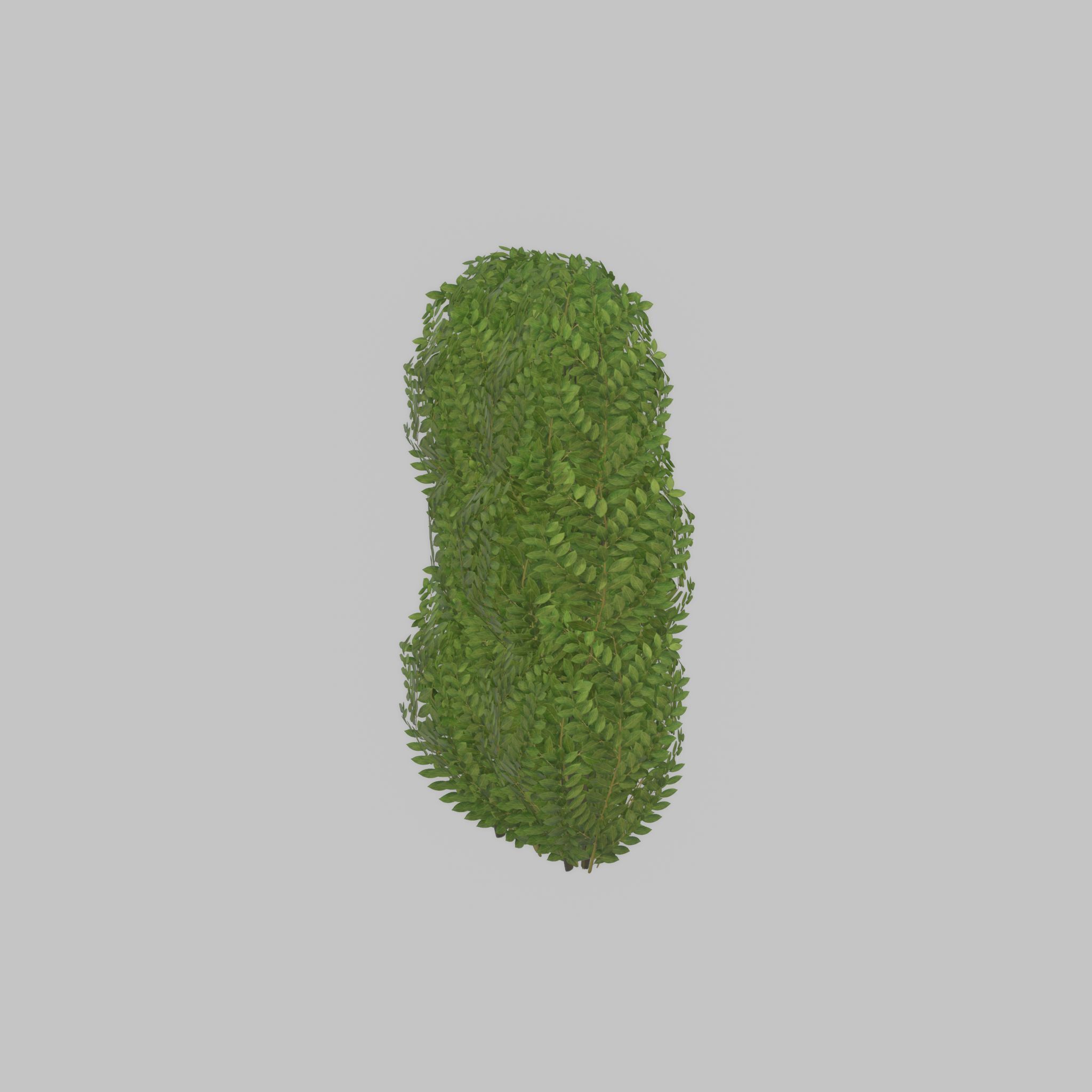 Cherry laurel hedge 1000mm version-3 Low-poly 3D model_52