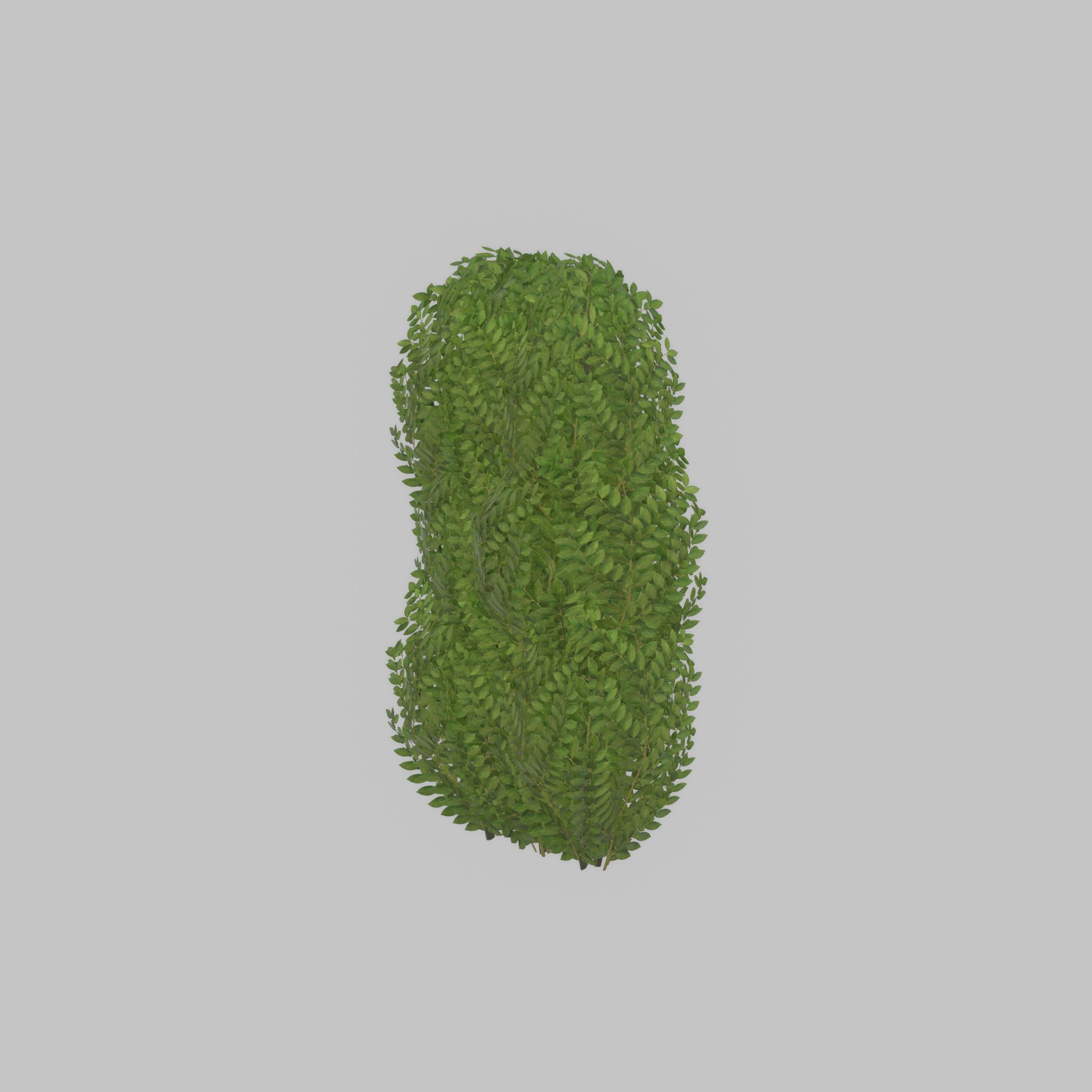 Cherry laurel hedge 1000mm version-3 Low-poly 3D model_51