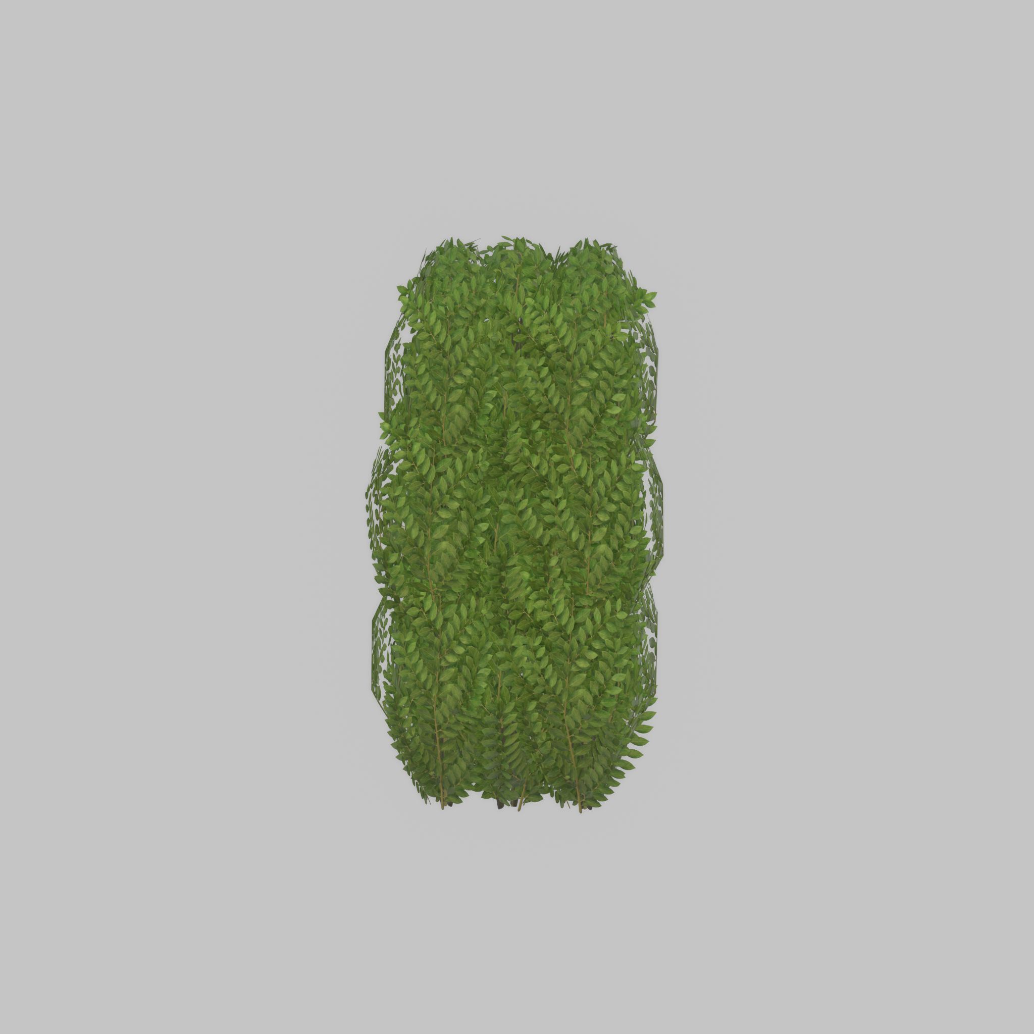 Cherry laurel hedge 1000mm version-3 Low-poly 3D model_30
