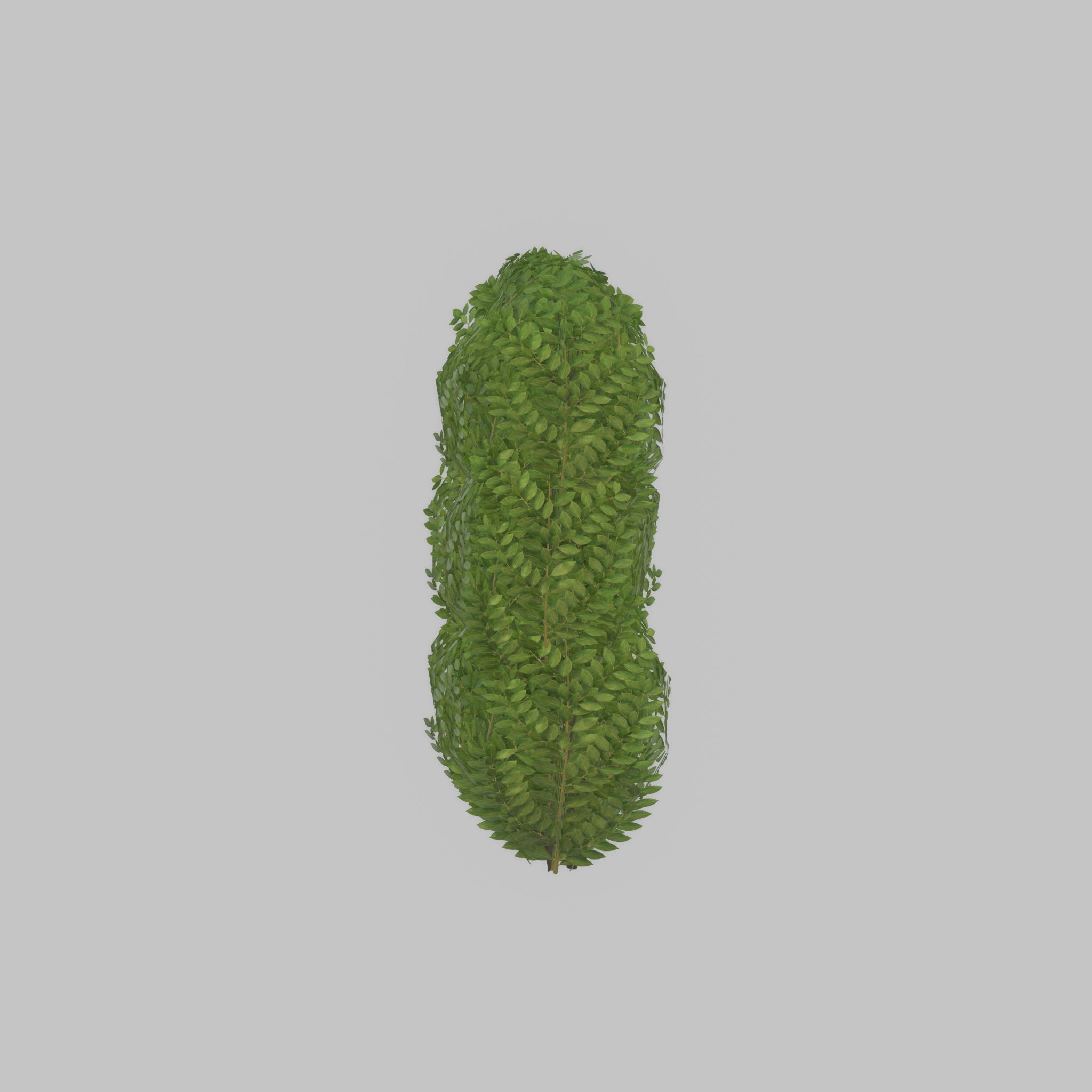 Cherry laurel hedge 1000mm version-3 Low-poly 3D model_38