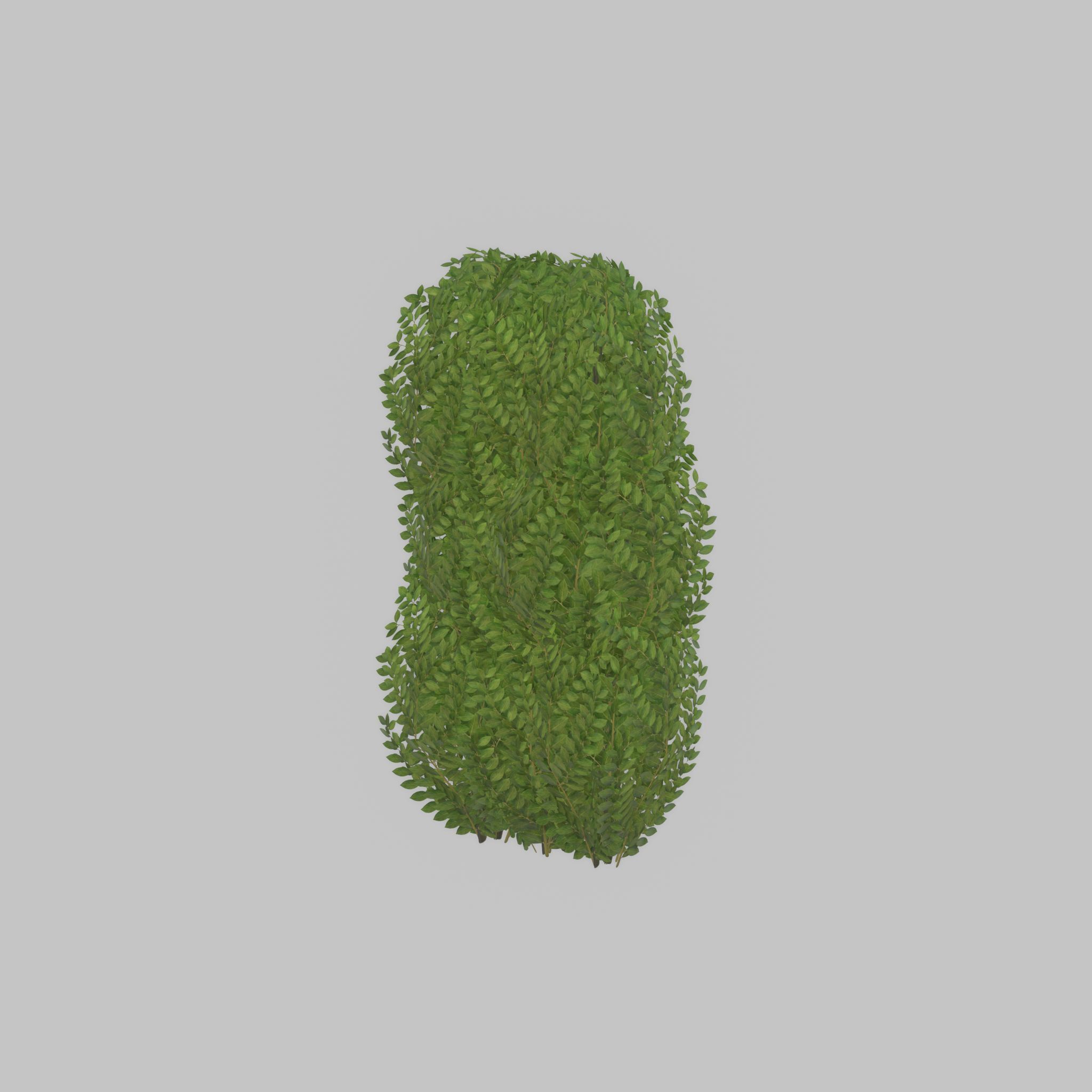 Cherry laurel hedge 1000mm version-3 Low-poly 3D model_50