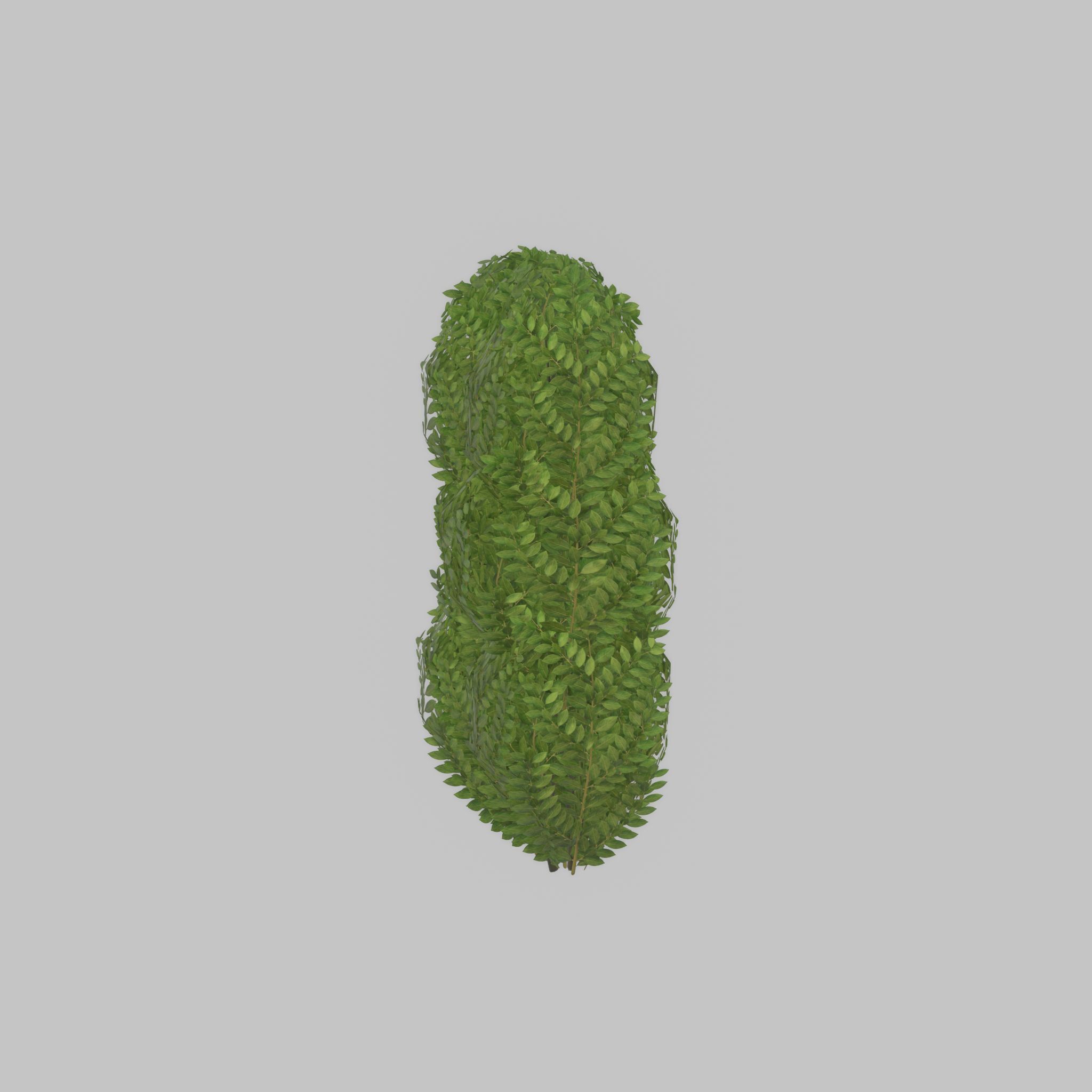 Cherry laurel hedge 1000mm version-3 Low-poly 3D model_53