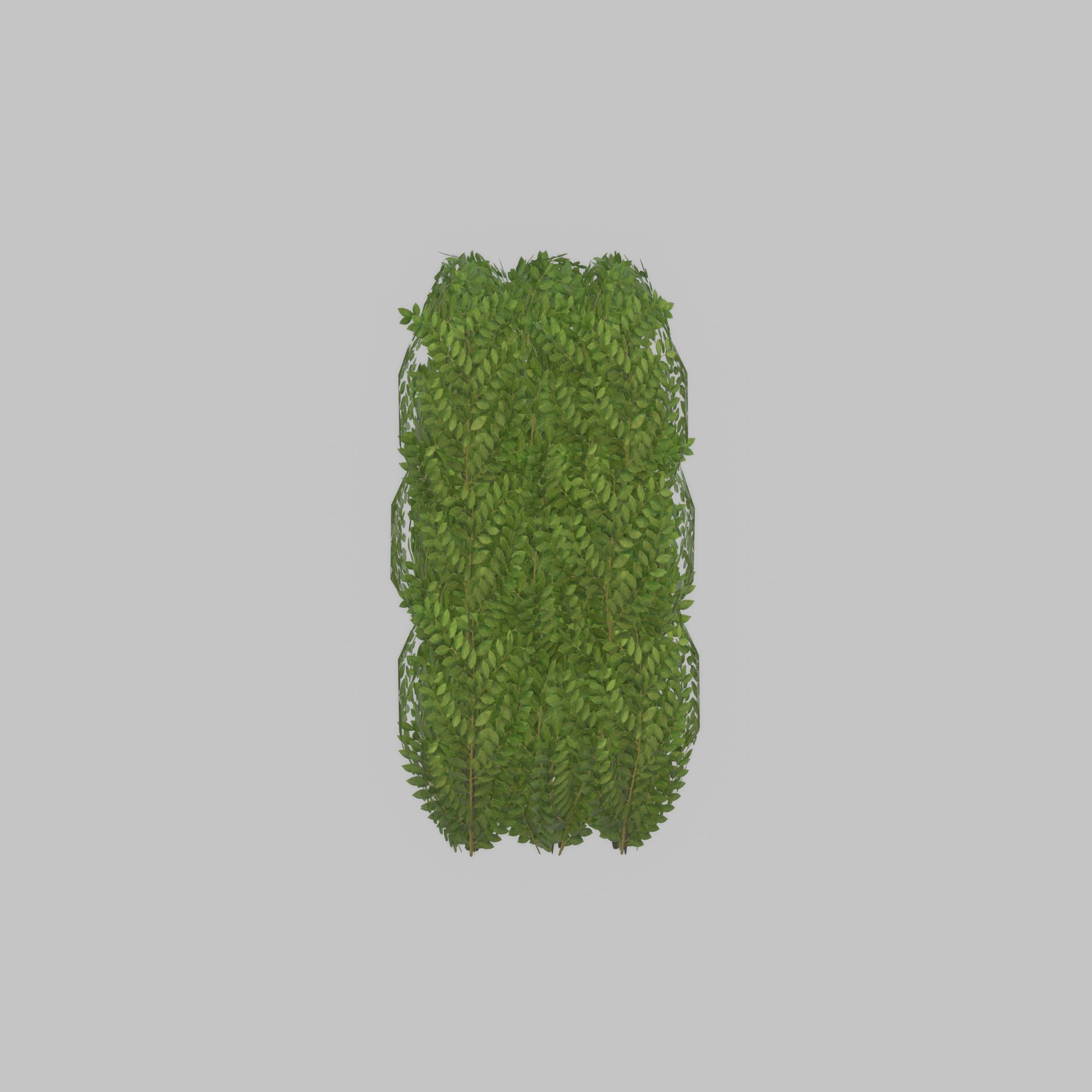 Cherry laurel hedge 1000mm version-3 Low-poly 3D model_21