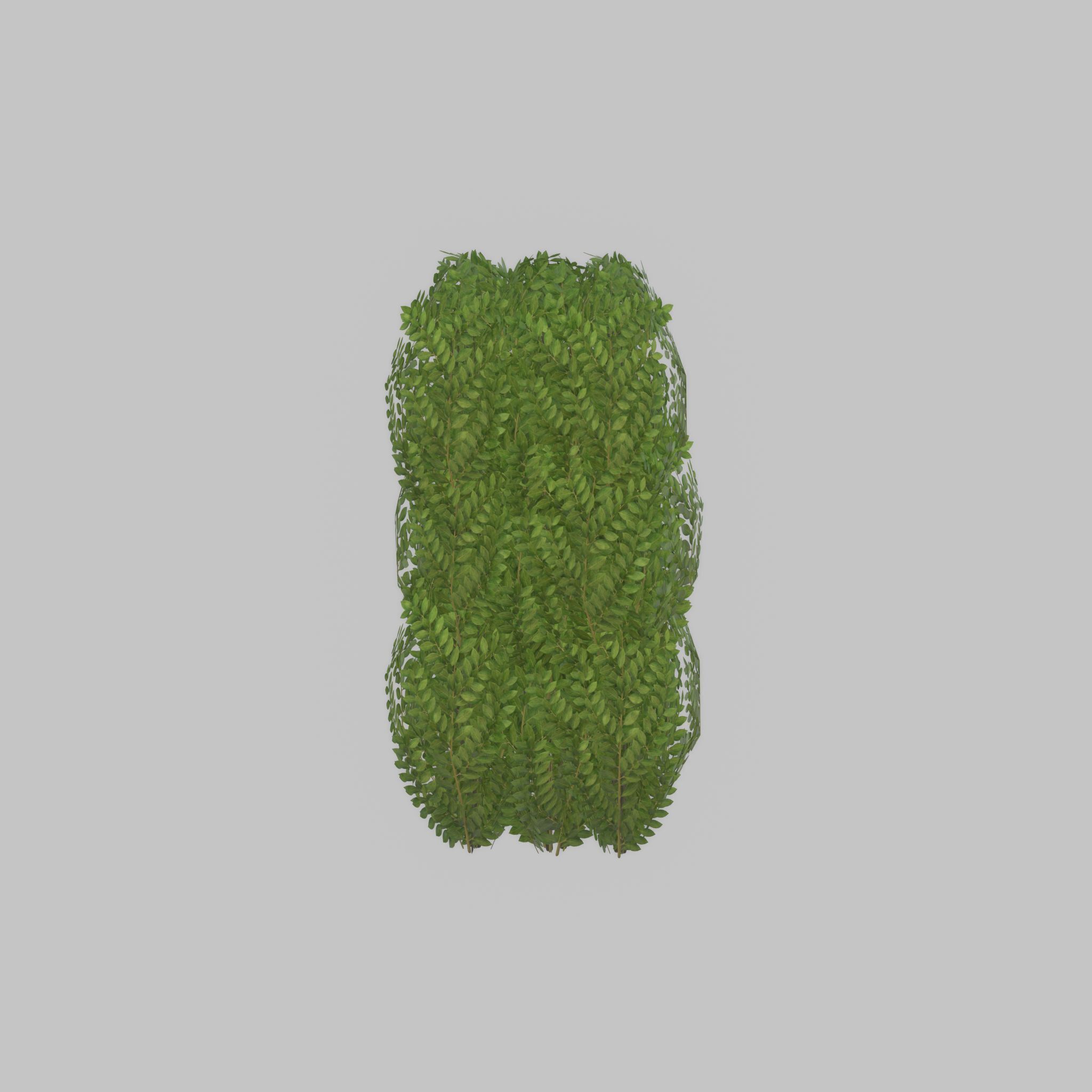 Cherry laurel hedge 1000mm version-3 Low-poly 3D model_32