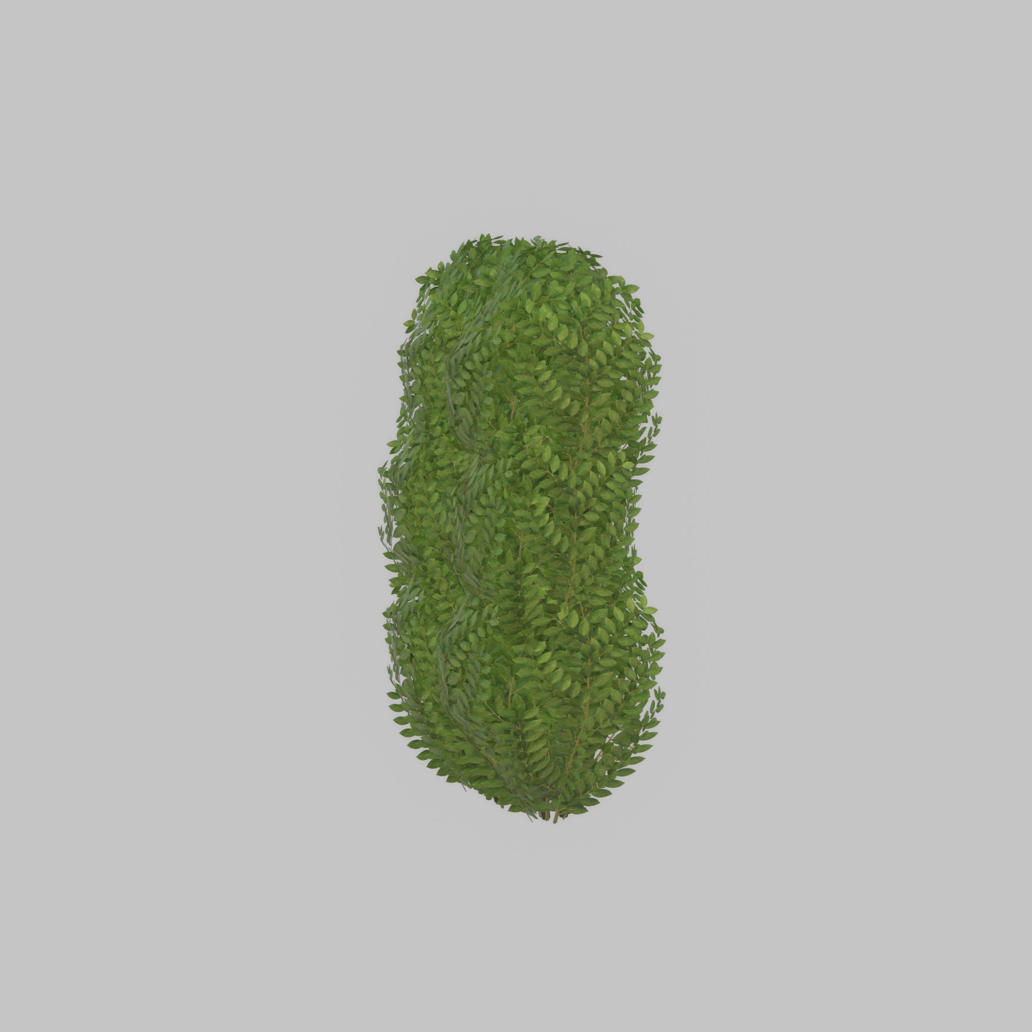 Cherry laurel hedge 1000mm version-3 Low-poly 3D model_36