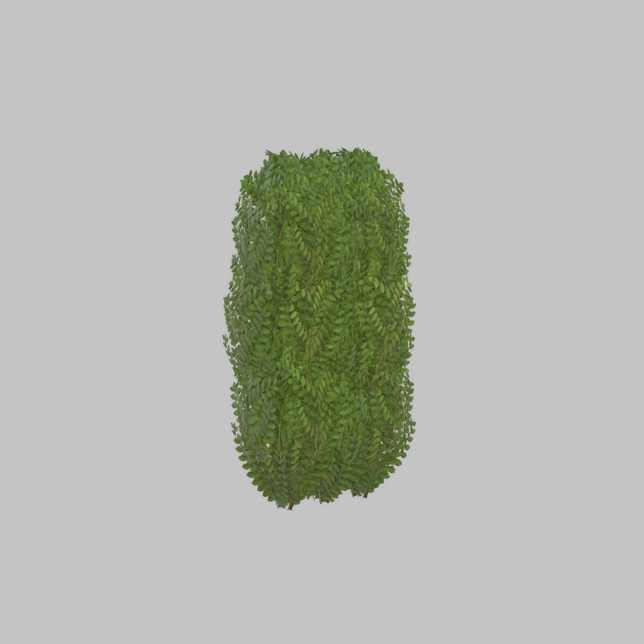 Cherry laurel hedge 1000mm version-3 Low-poly 3D model_45