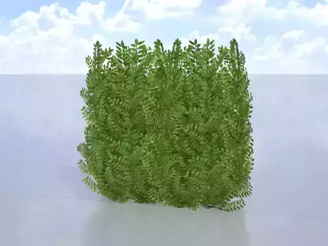Cherry laurel hedge 1000mm version-4 Low-poly 3D model