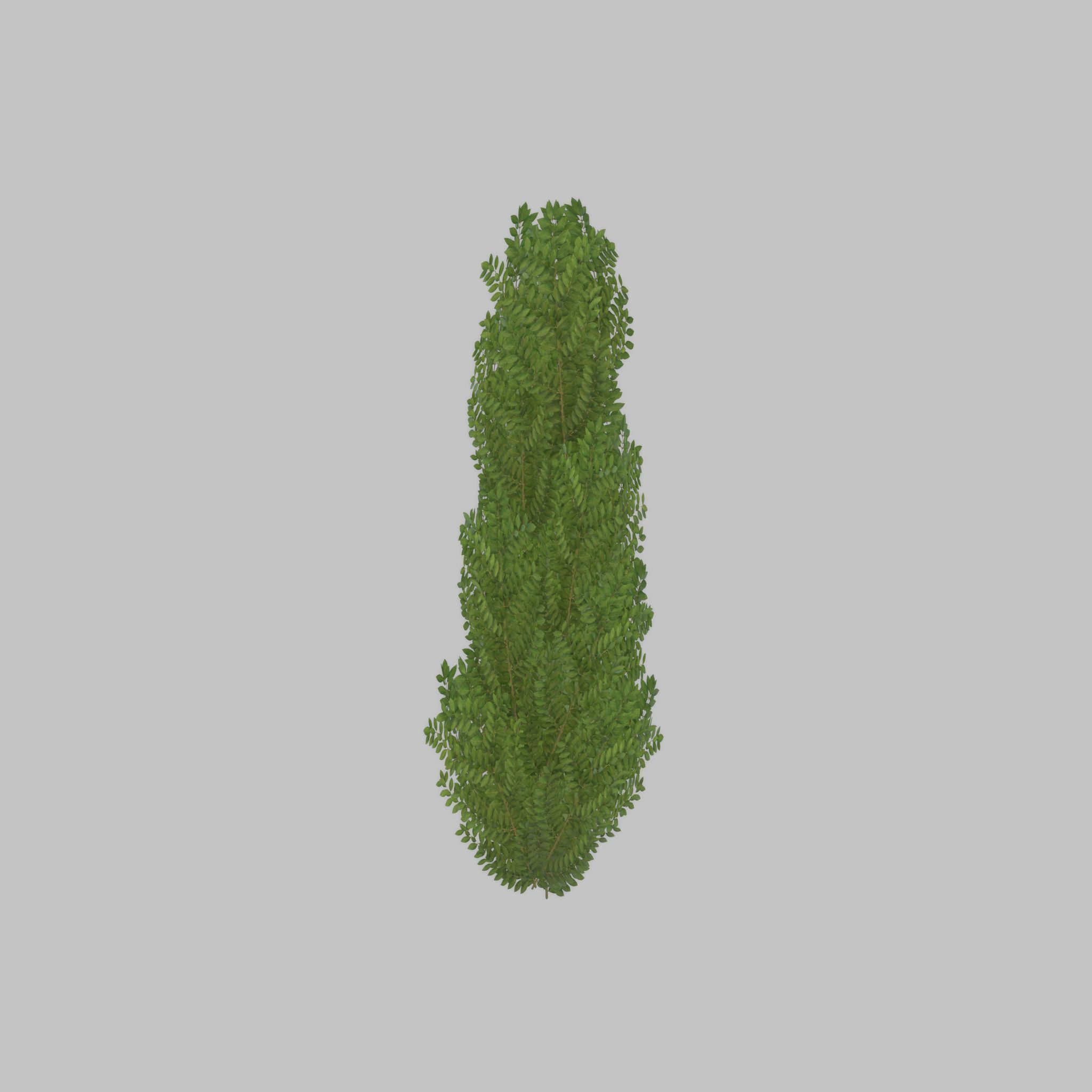 Cherry laurel hedge 1500mm version-1 Low-poly 3D model_37