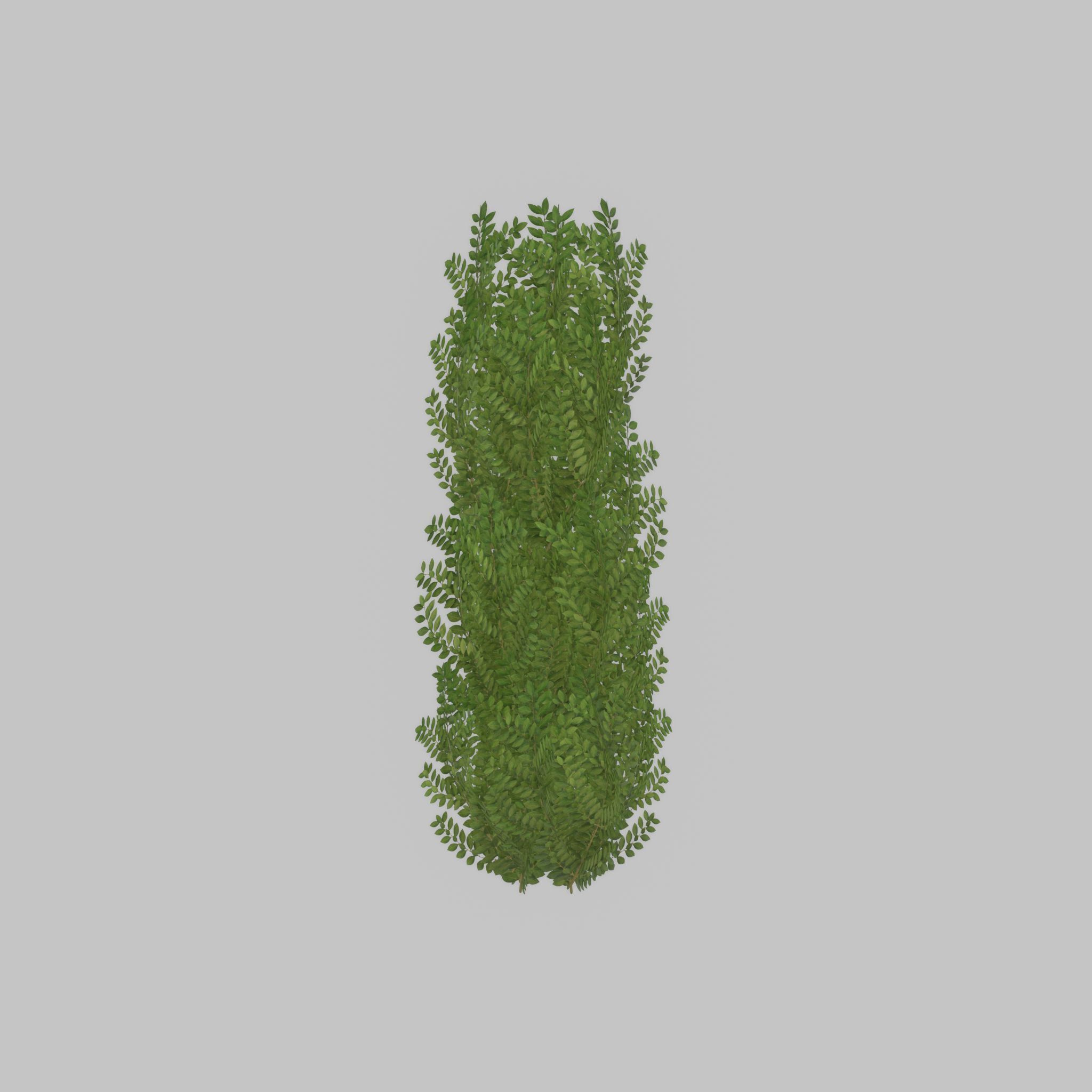 Cherry laurel hedge 1500mm version-1 Low-poly 3D model_30