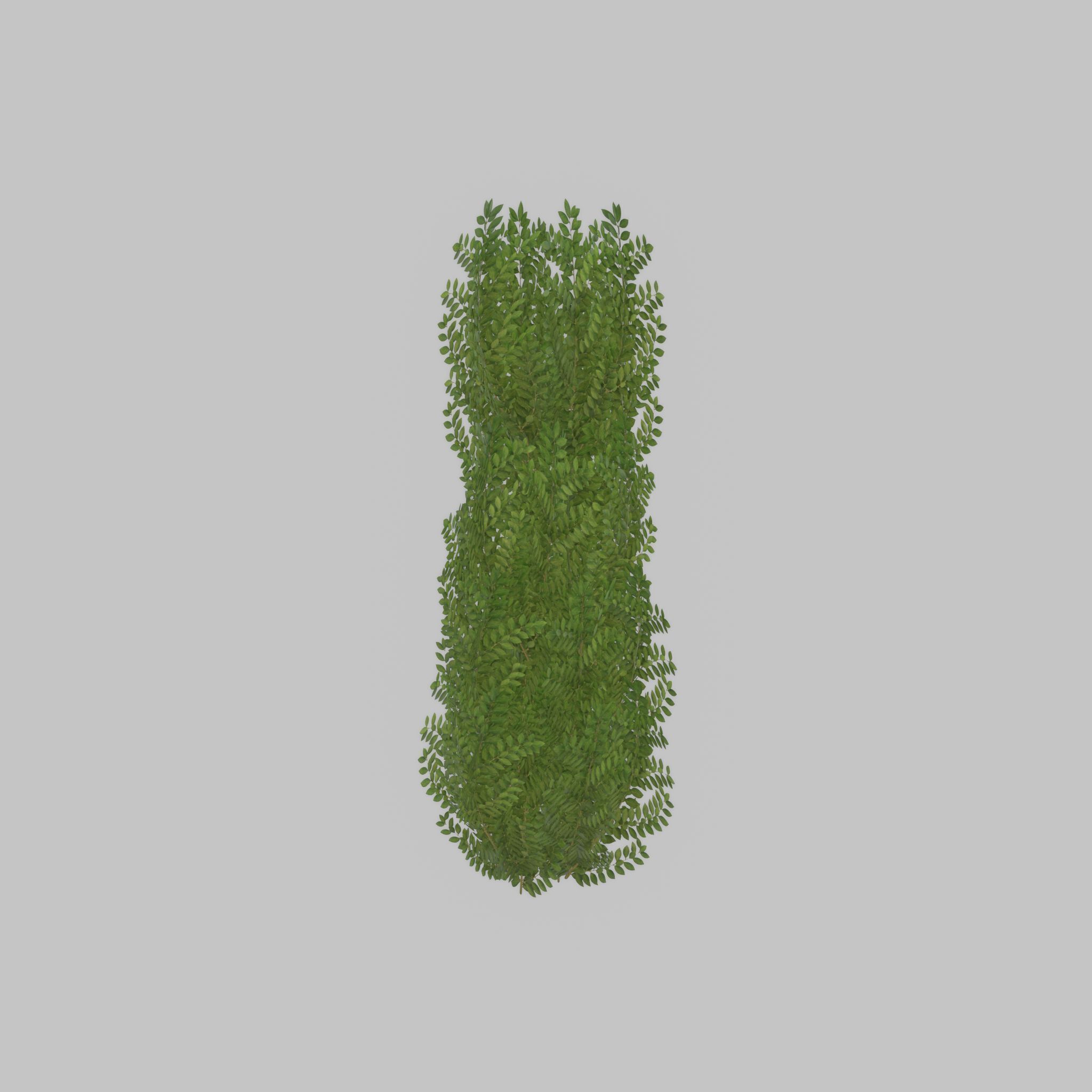 Cherry laurel hedge 1500mm version-1 Low-poly 3D model_44