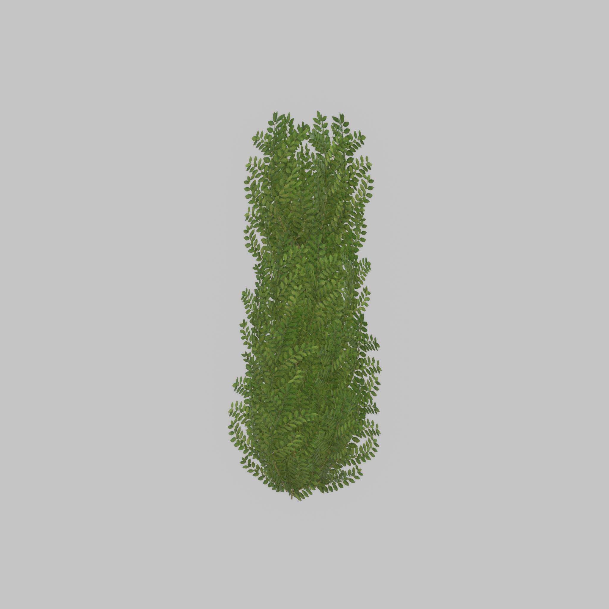 Cherry laurel hedge 1500mm version-1 Low-poly 3D model_42