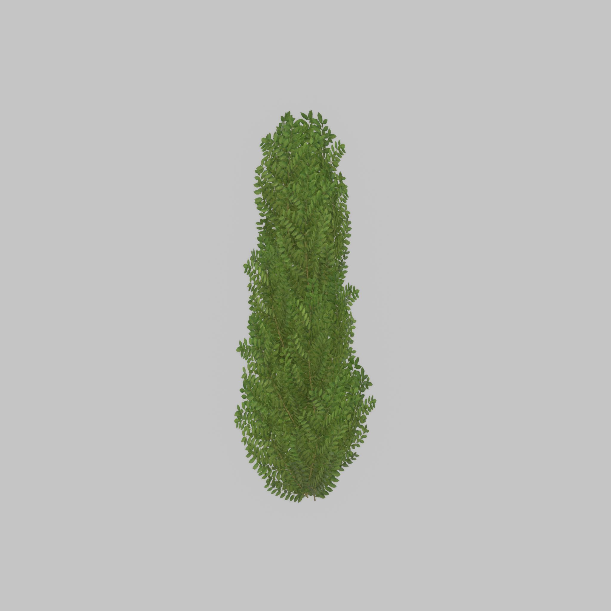 Cherry laurel hedge 1500mm version-1 Low-poly 3D model_22
