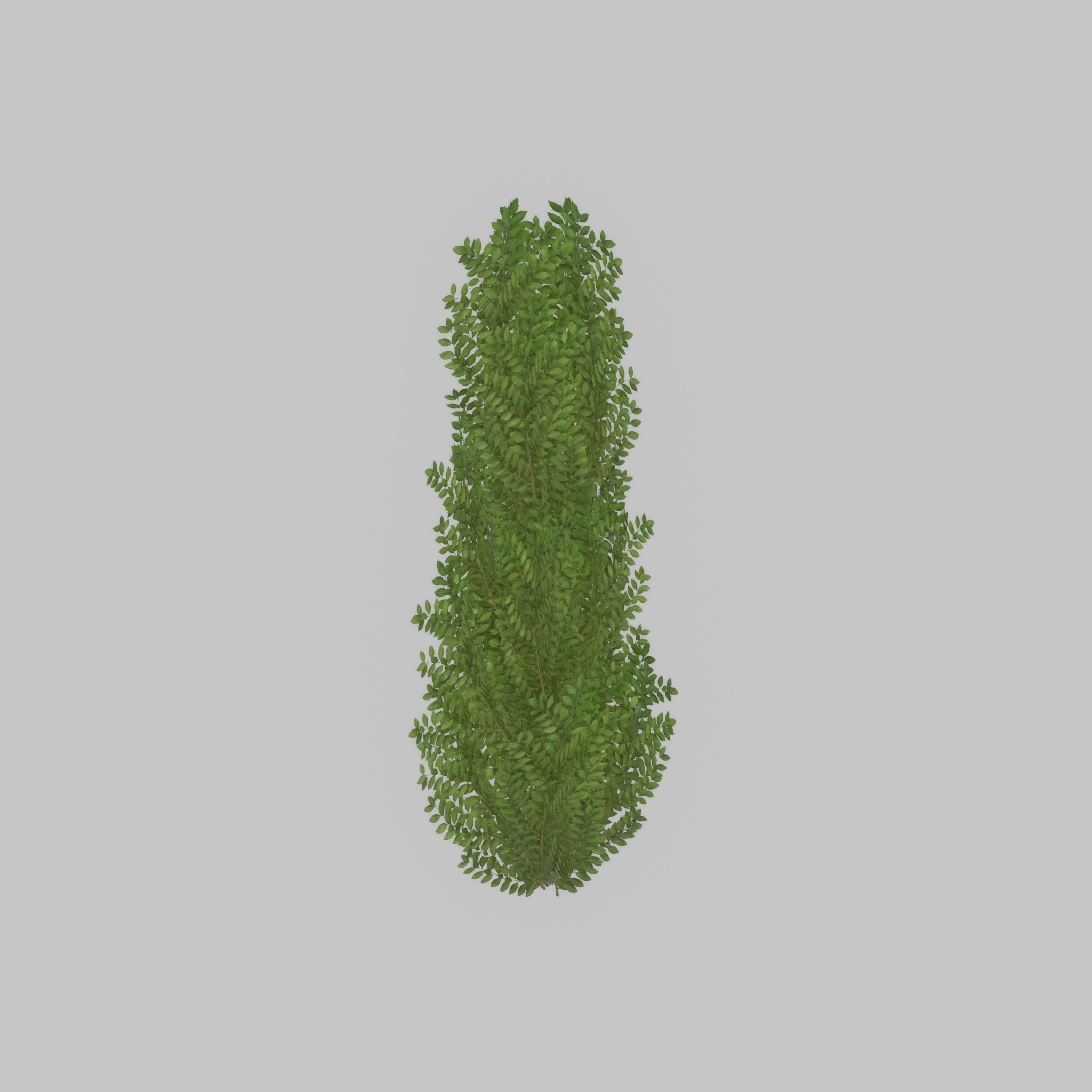 Cherry laurel hedge 1500mm version-1 Low-poly 3D model_23