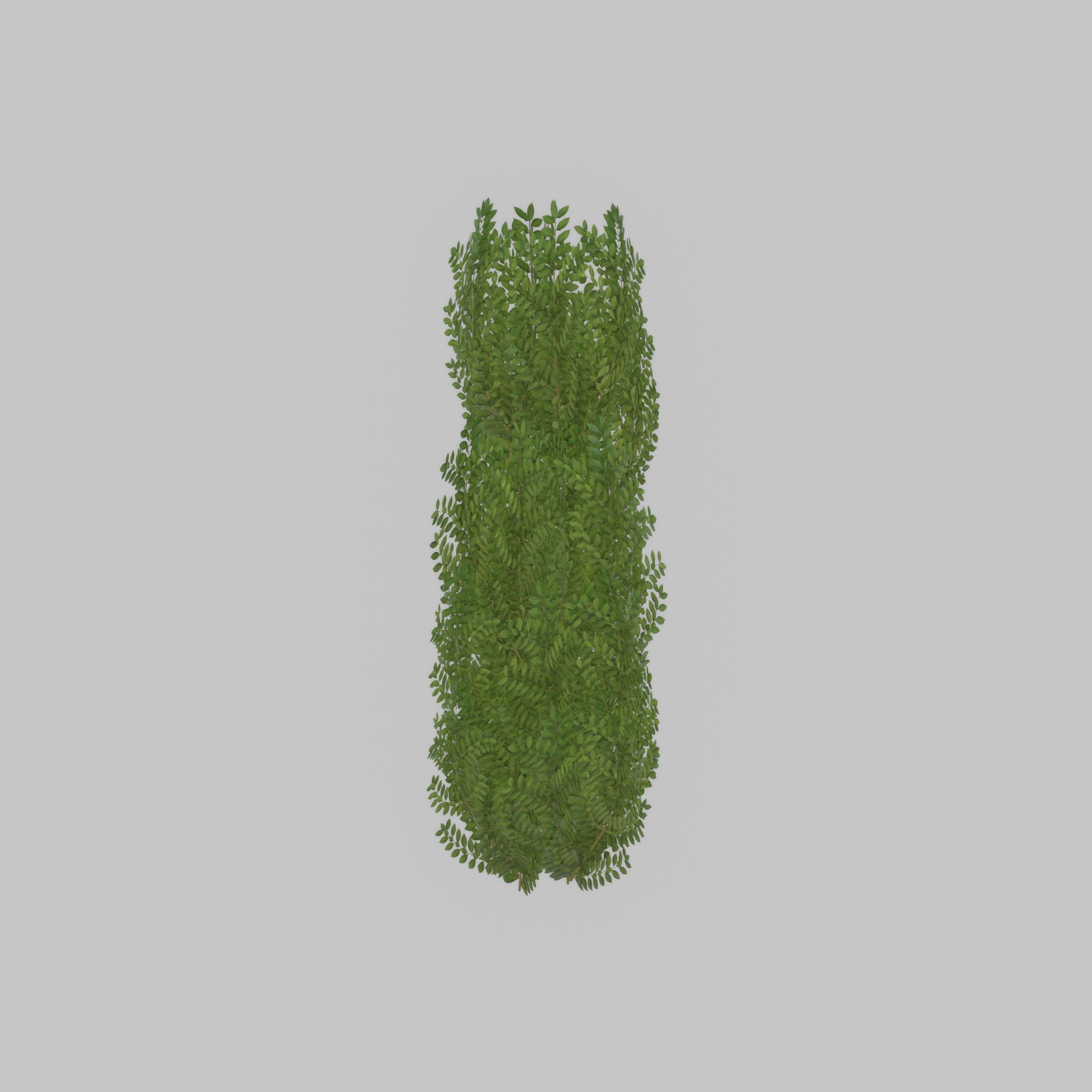 Cherry laurel hedge 1500mm version-1 Low-poly 3D model_46