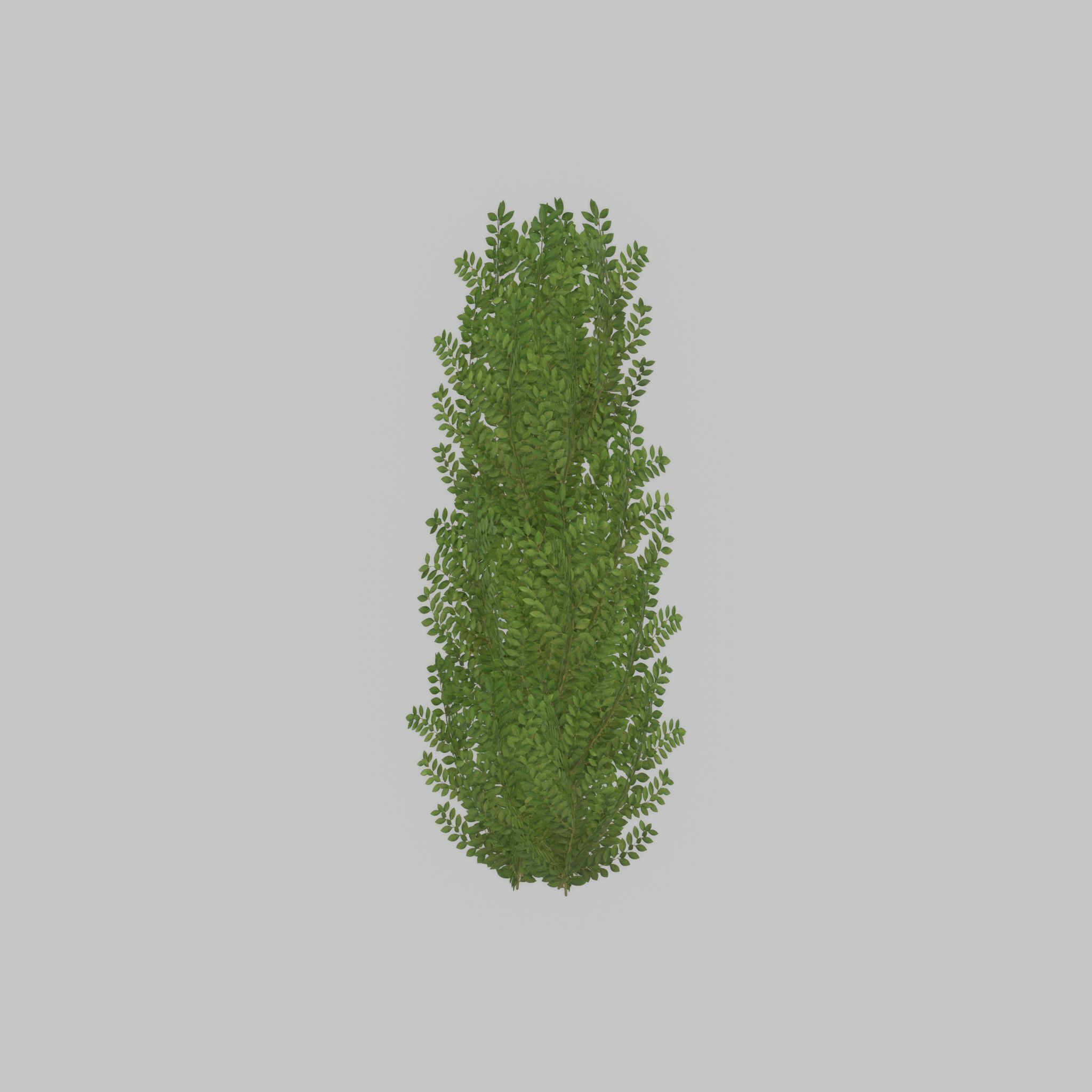 Cherry laurel hedge 1500mm version-1 Low-poly 3D model_33