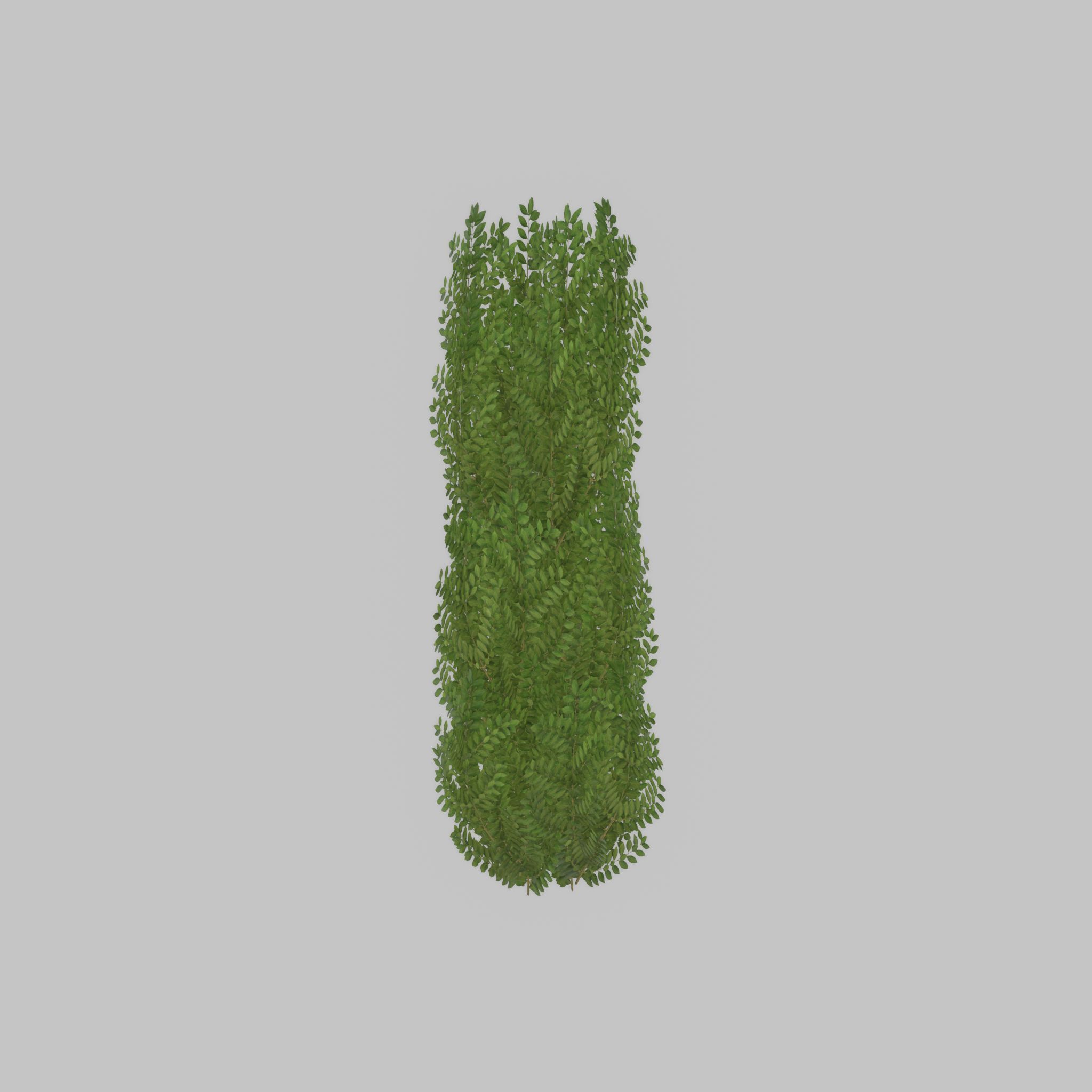 Cherry laurel hedge 1500mm version-1 Low-poly 3D model_28