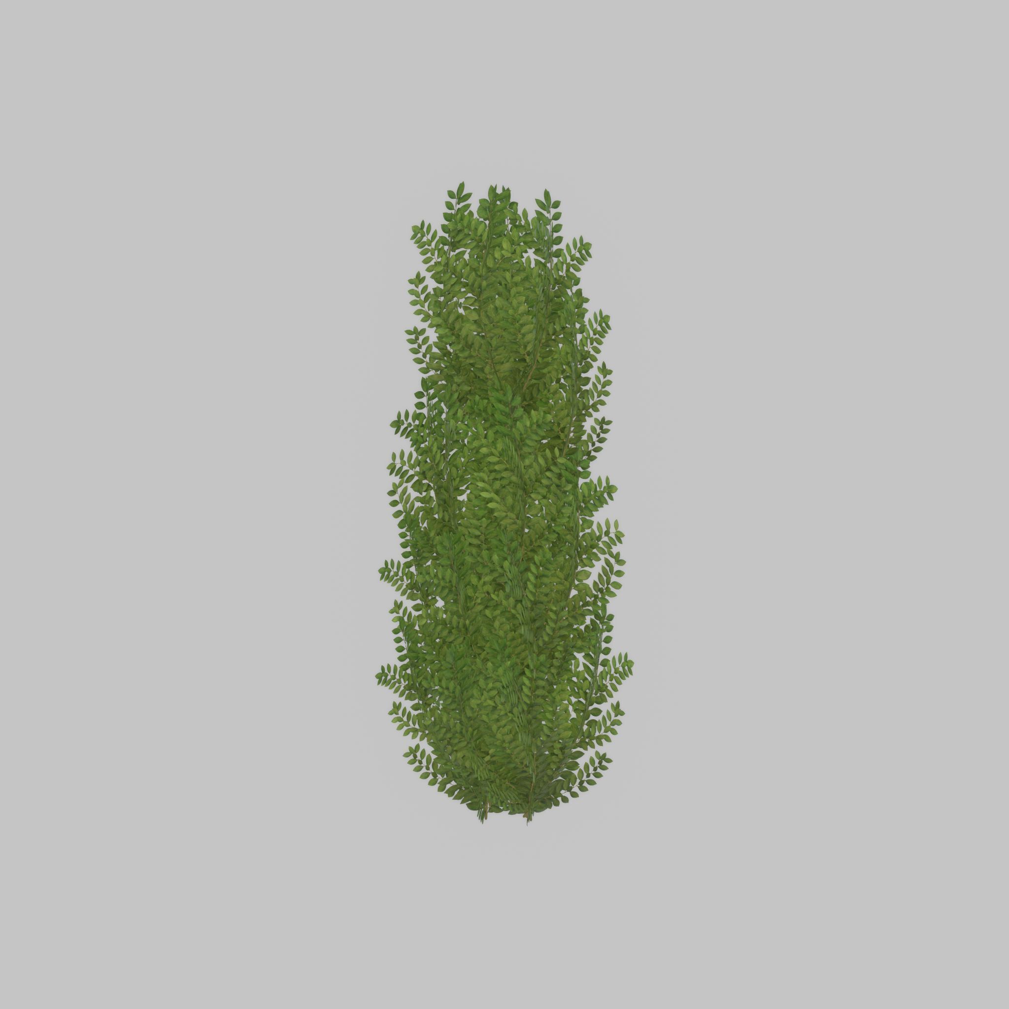 Cherry laurel hedge 1500mm version-1 Low-poly 3D model_48