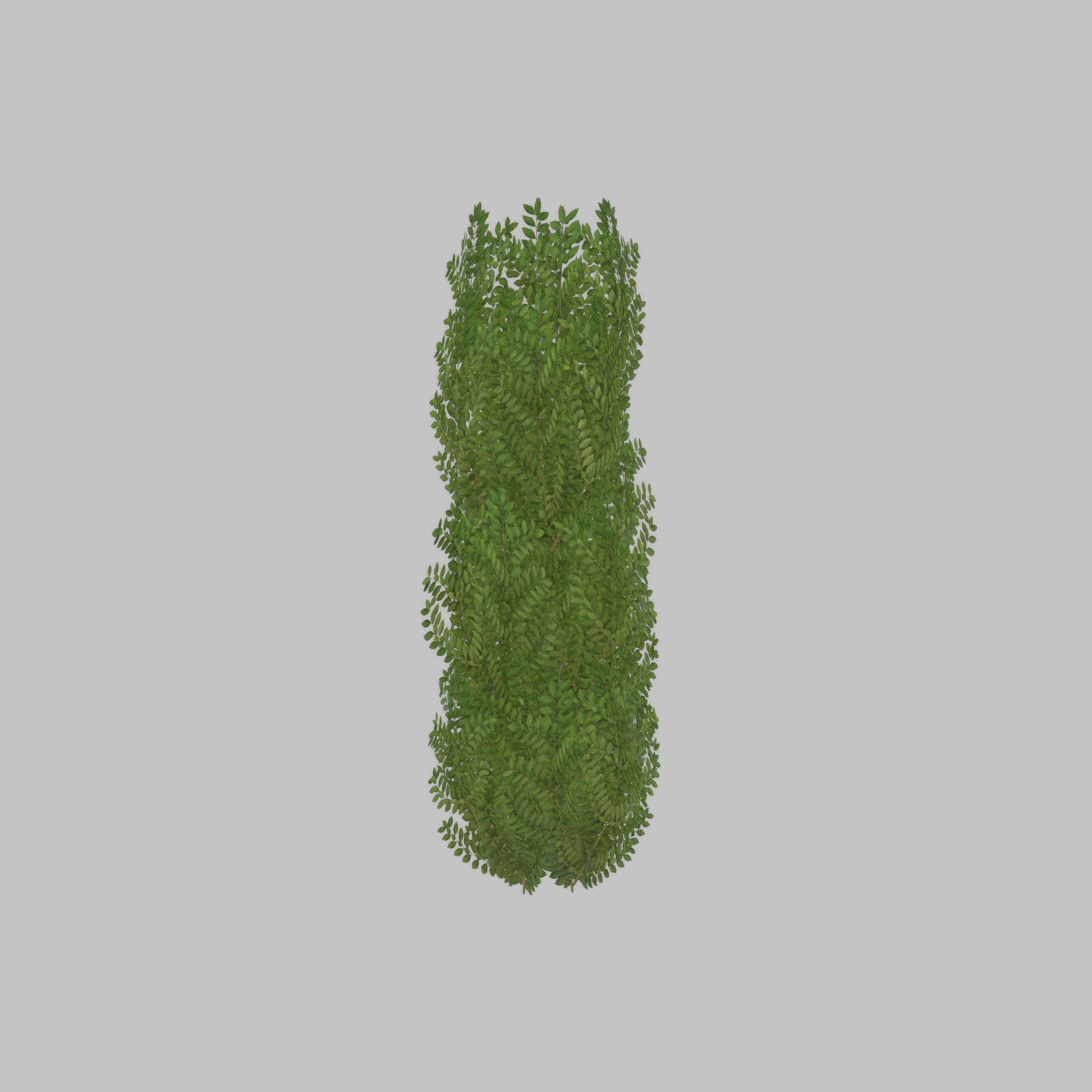 Cherry laurel hedge 1500mm version-1 Low-poly 3D model_29
