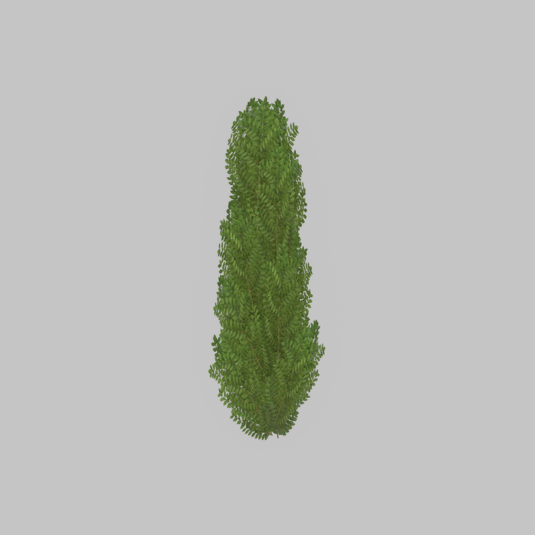 Cherry laurel hedge 1500mm version-1 Low-poly 3D model_52
