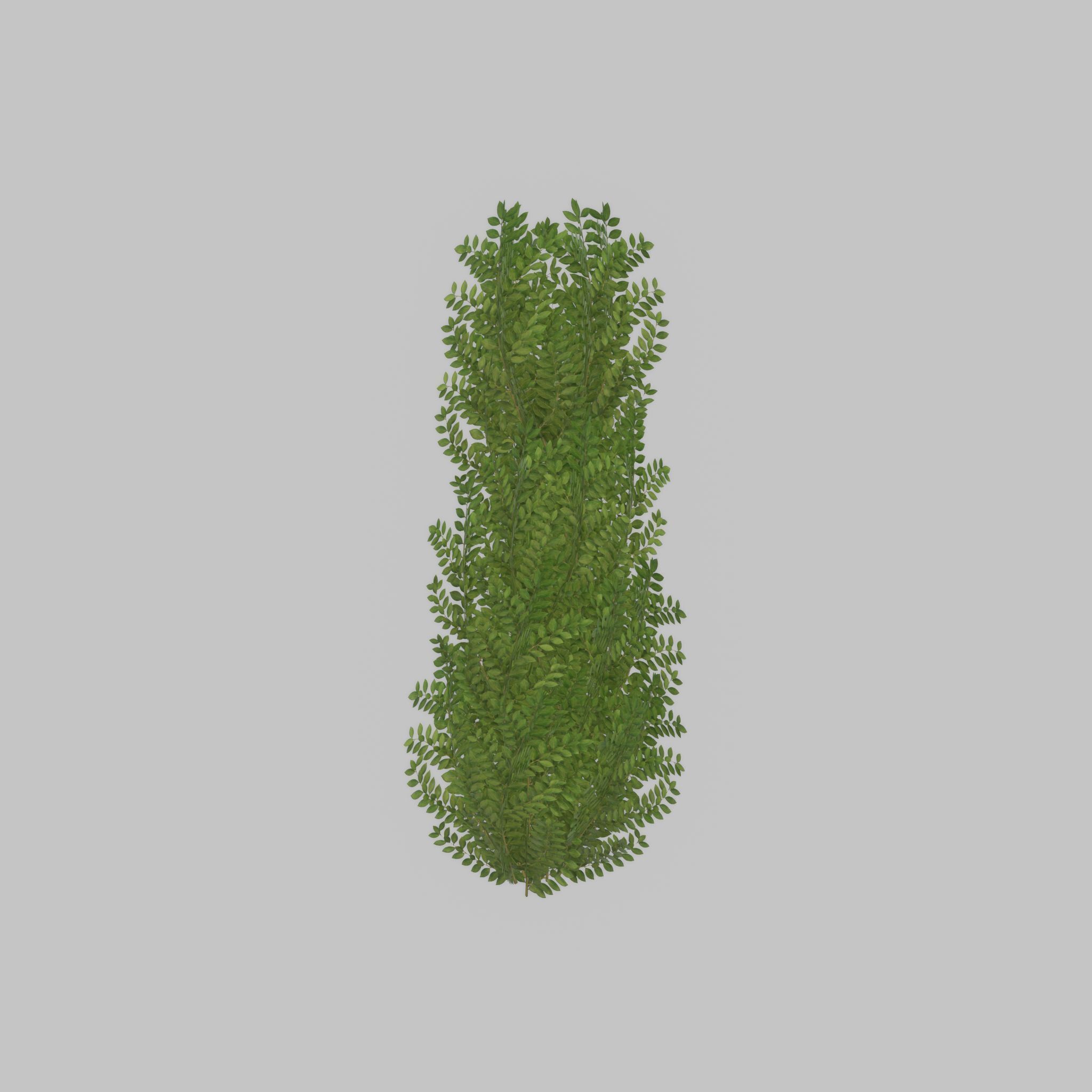 Cherry laurel hedge 1500mm version-1 Low-poly 3D model_41