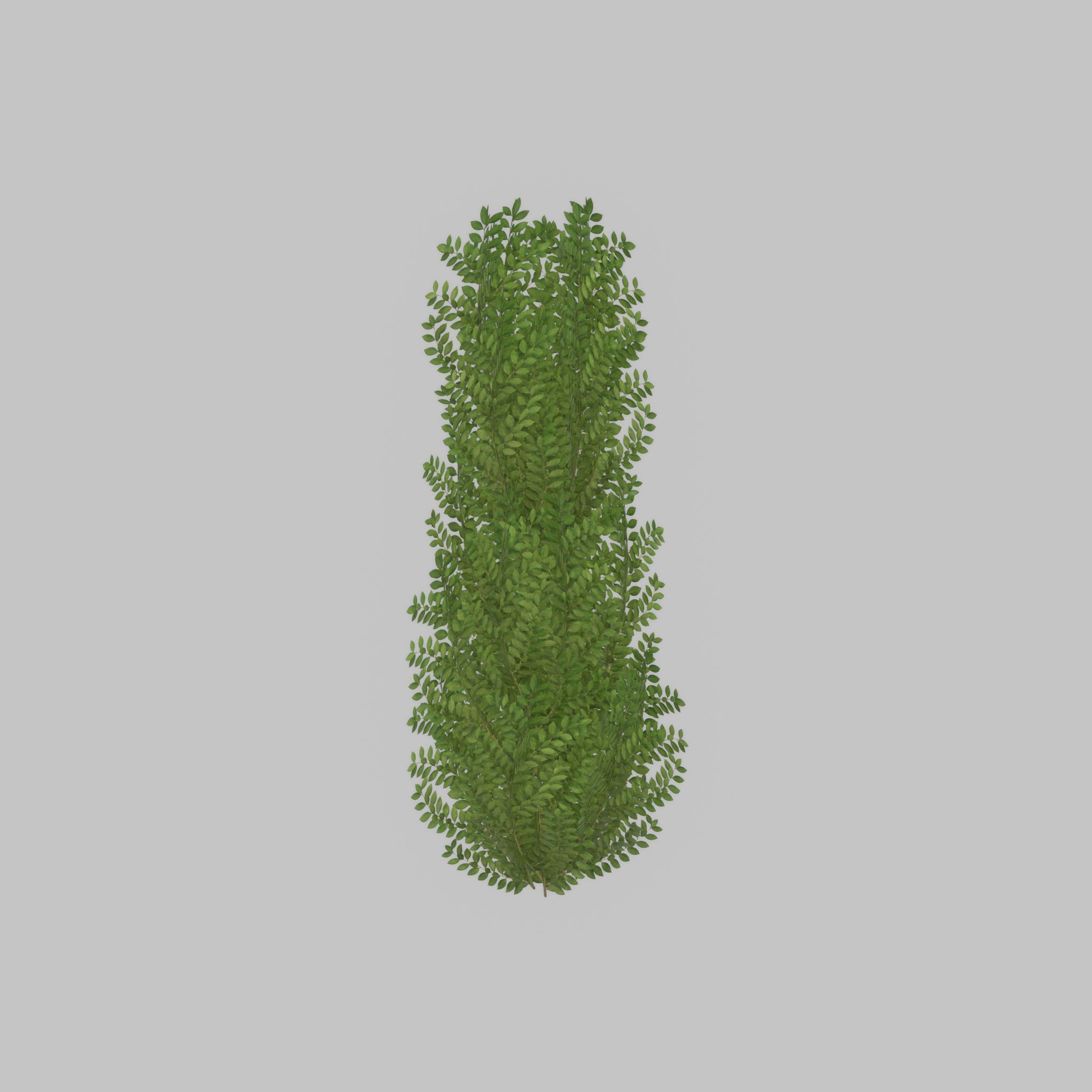 Cherry laurel hedge 1500mm version-1 Low-poly 3D model_25