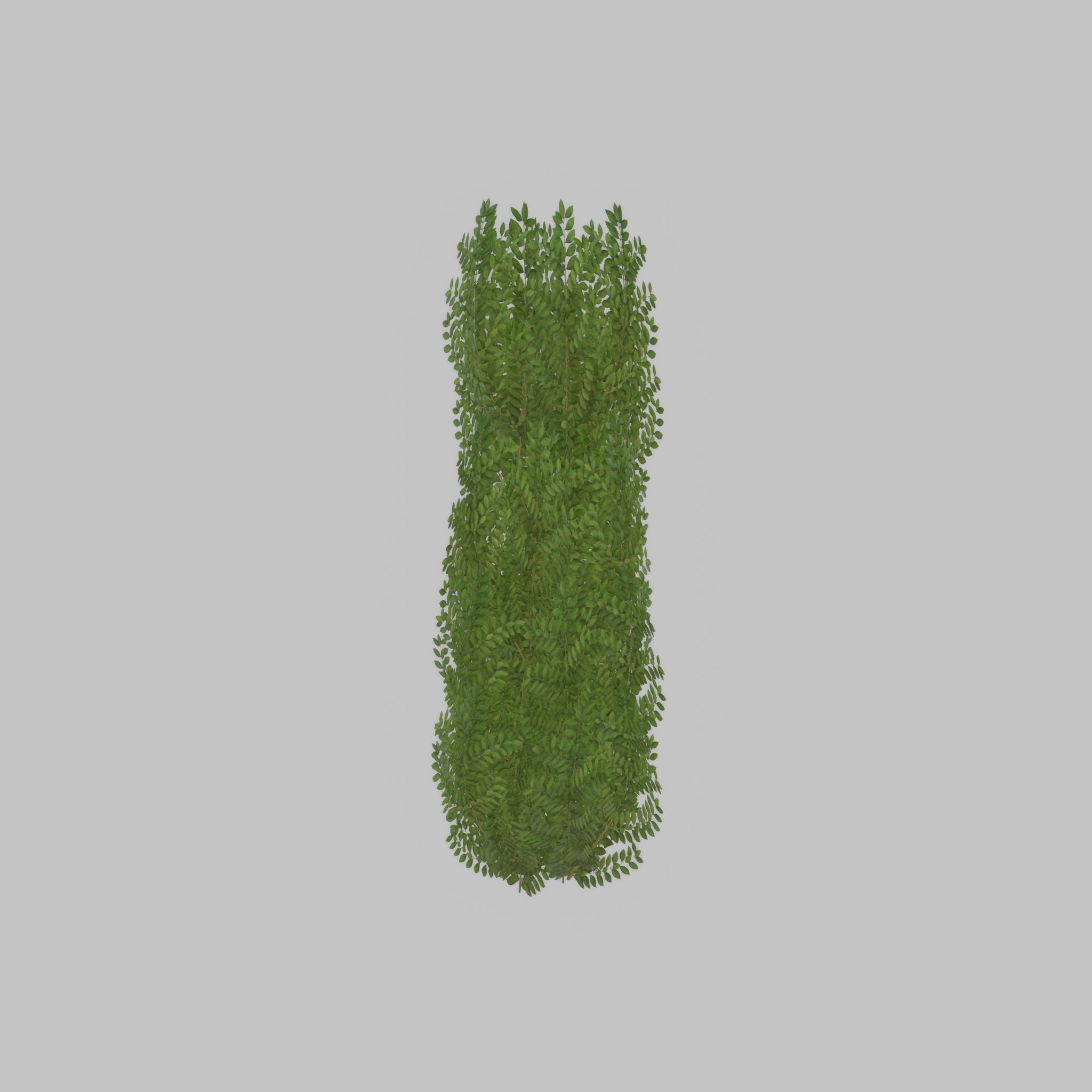 Cherry laurel hedge 1500mm version-1 Low-poly 3D model_21