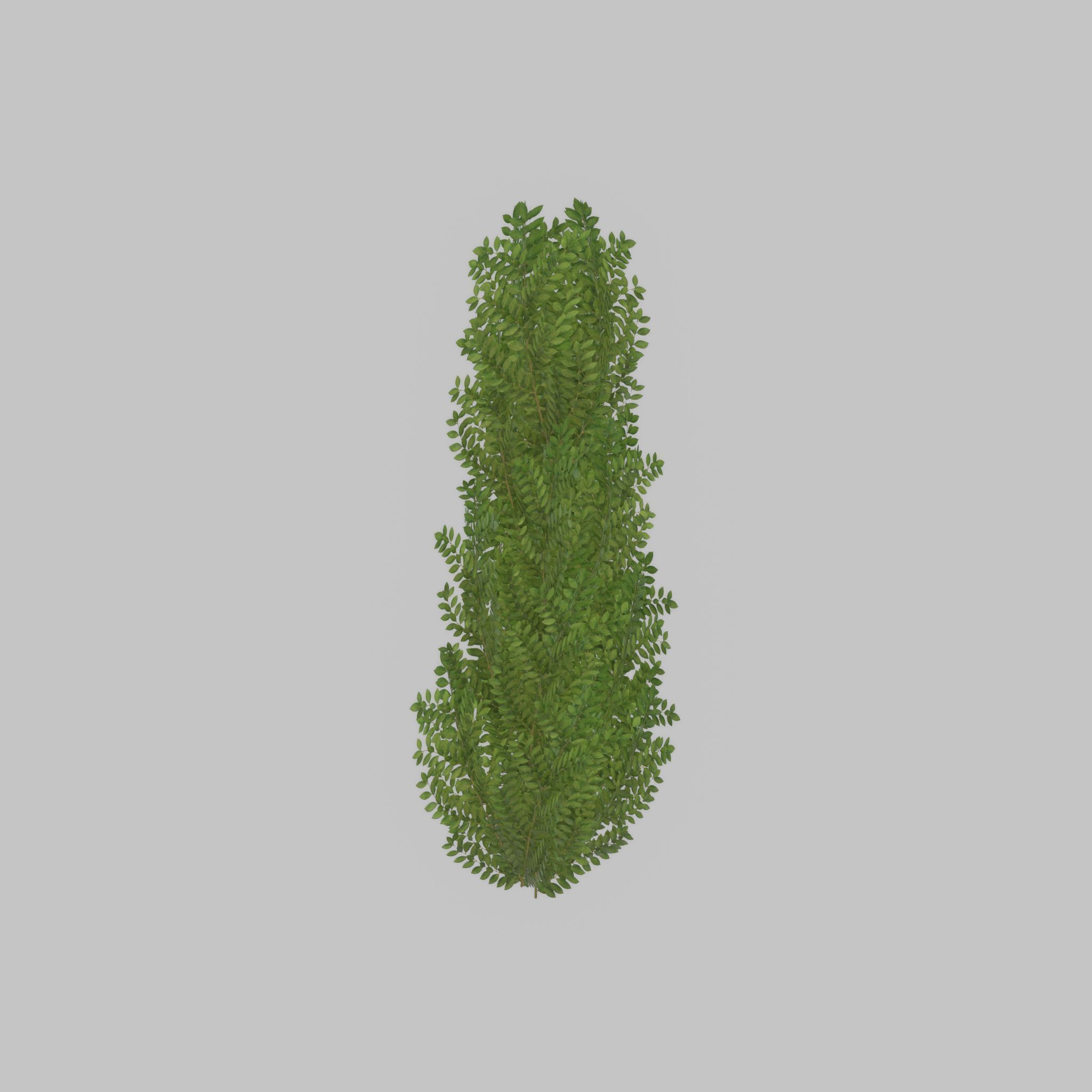 Cherry laurel hedge 1500mm version-1 Low-poly 3D model_39