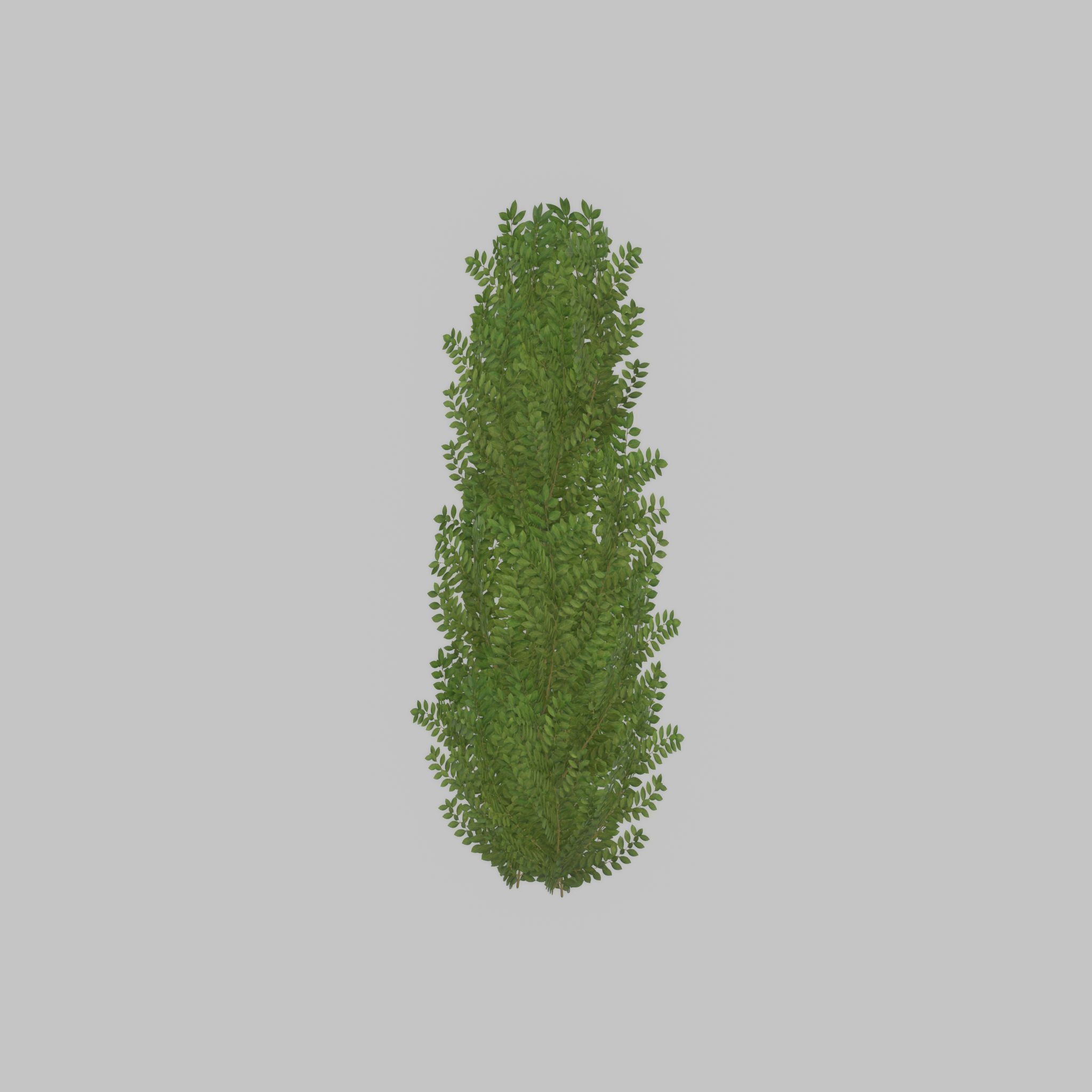 Cherry laurel hedge 1500mm version-1 Low-poly 3D model_34