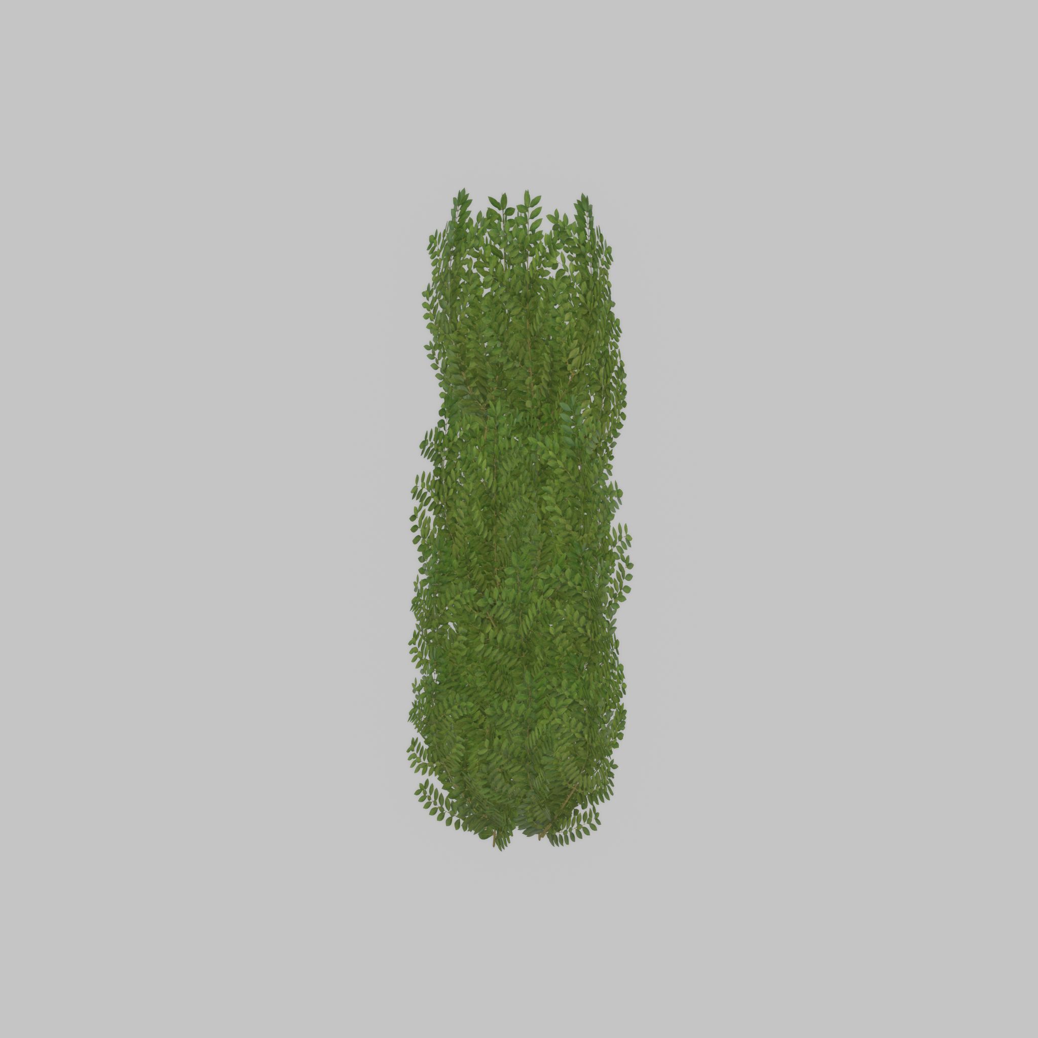 Cherry laurel hedge 1500mm version-1 Low-poly 3D model_32
