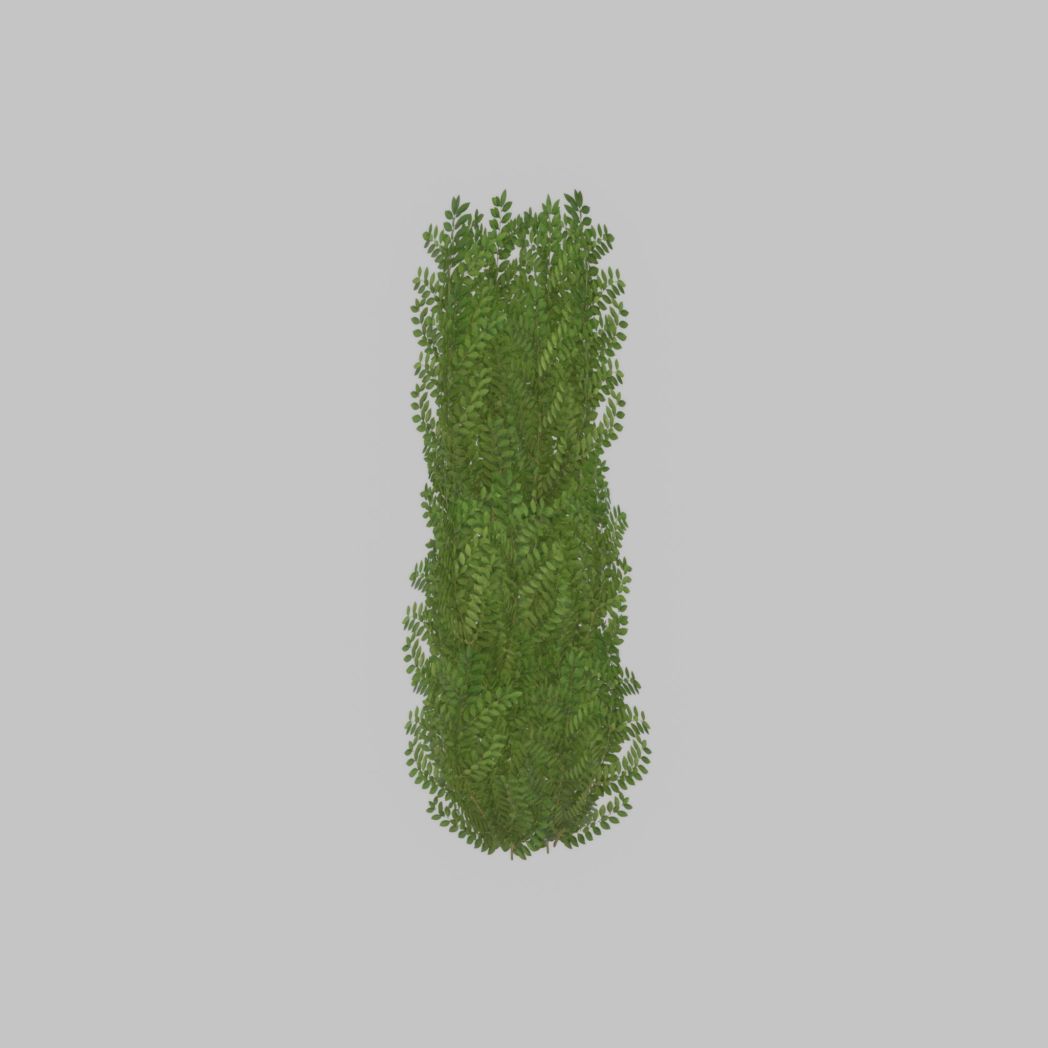 Cherry laurel hedge 1500mm version-1 Low-poly 3D model_27