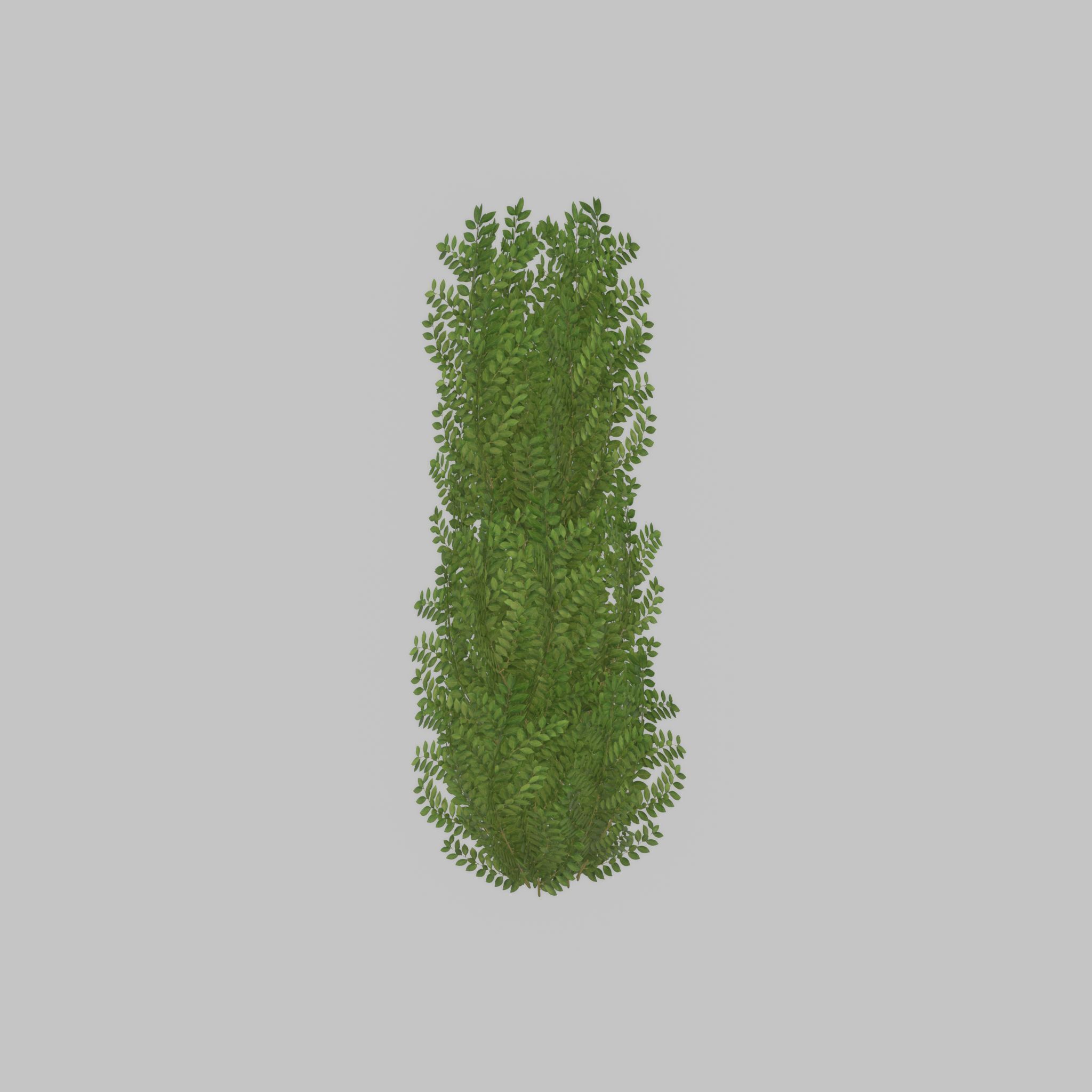 Cherry laurel hedge 1500mm version-1 Low-poly 3D model_26