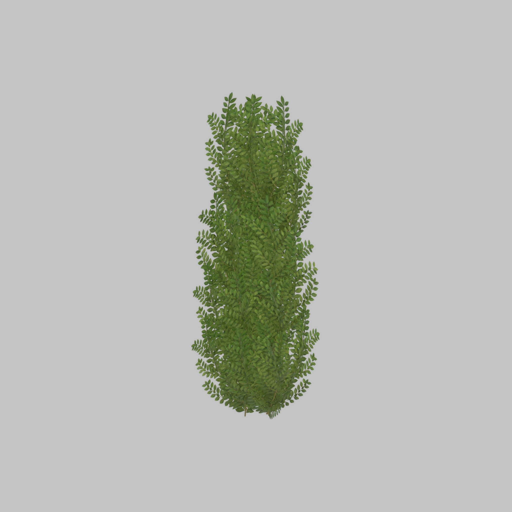 Cherry laurel hedge 1500mm version-1 Low-poly 3D model_47