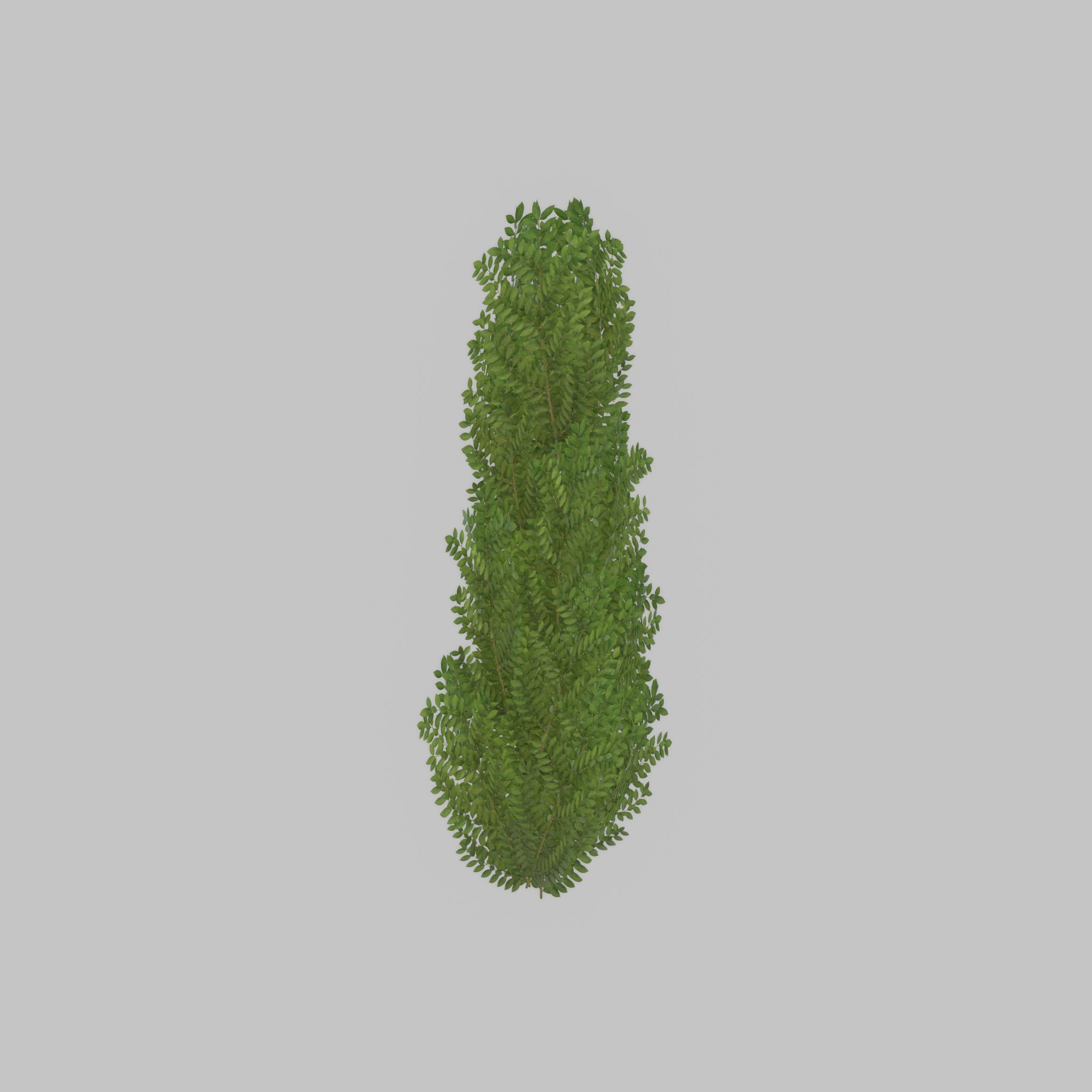 Cherry laurel hedge 1500mm version-1 Low-poly 3D model_38