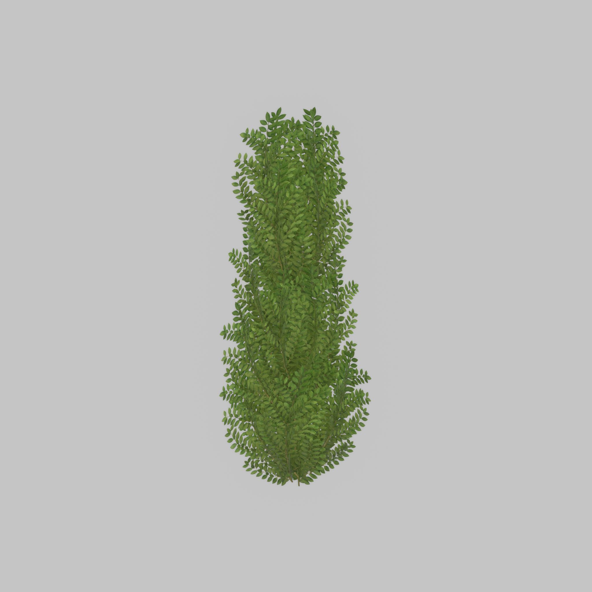 Cherry laurel hedge 1500mm version-1 Low-poly 3D model_24