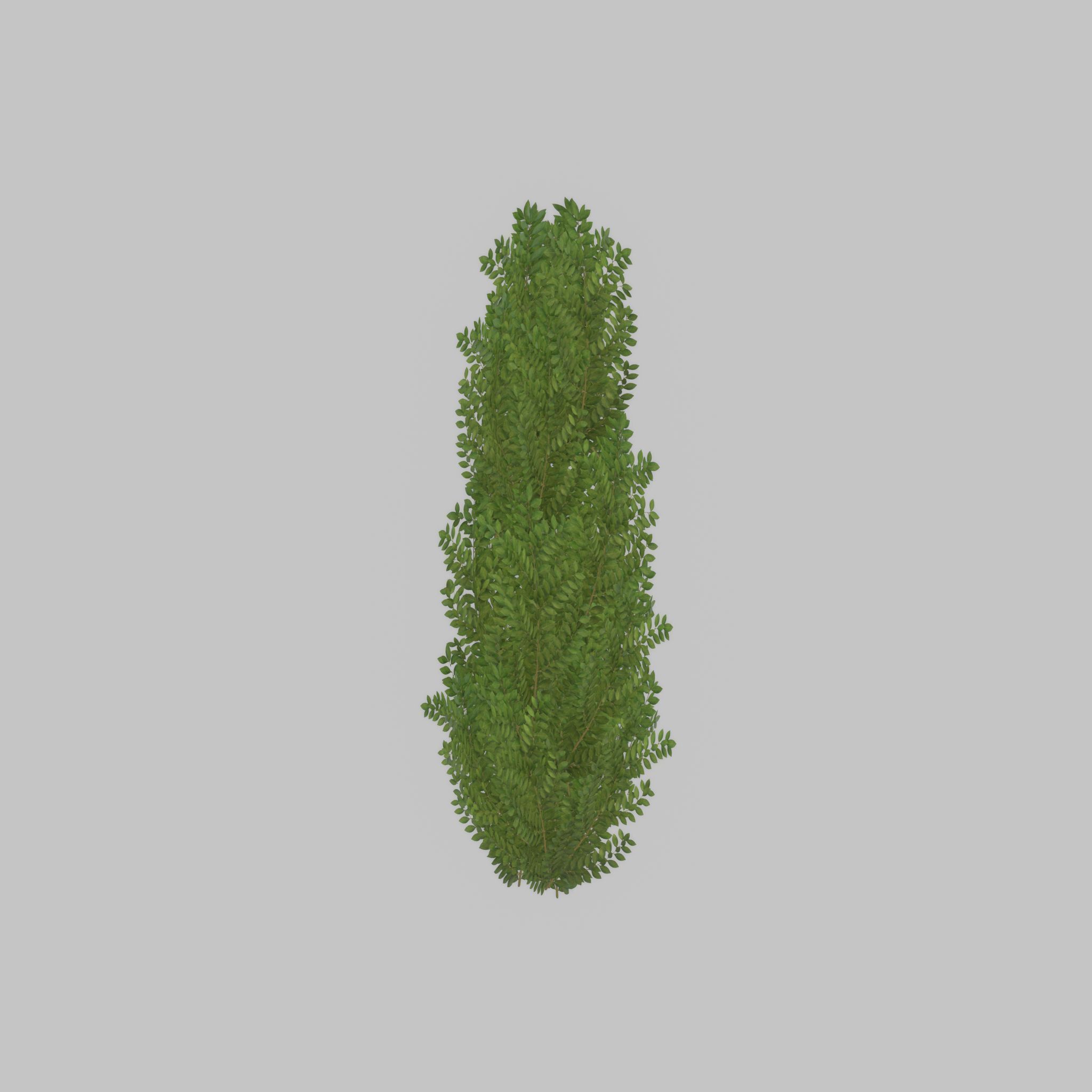 Cherry laurel hedge 1500mm version-1 Low-poly 3D model_35