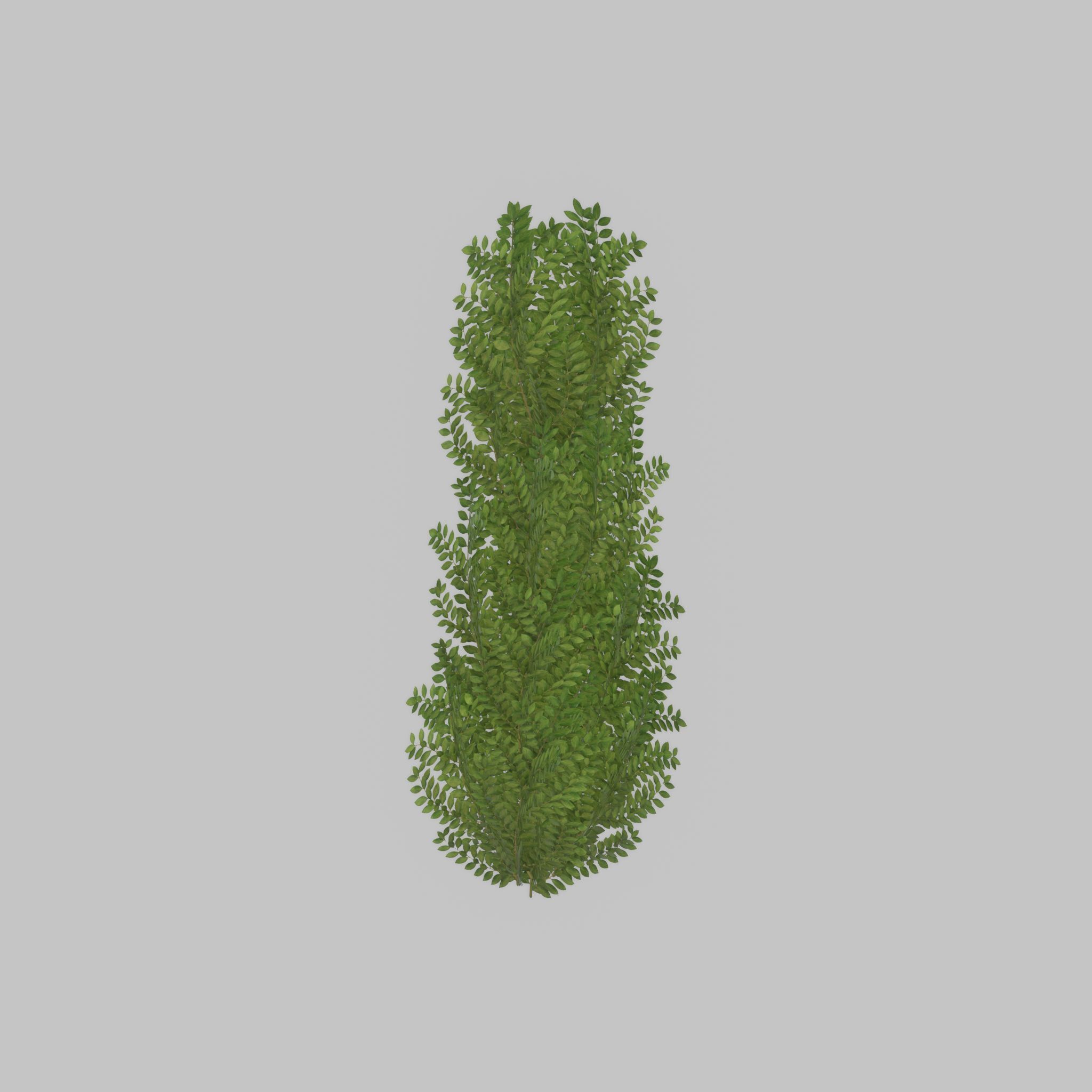 Cherry laurel hedge 1500mm version-1 Low-poly 3D model_40