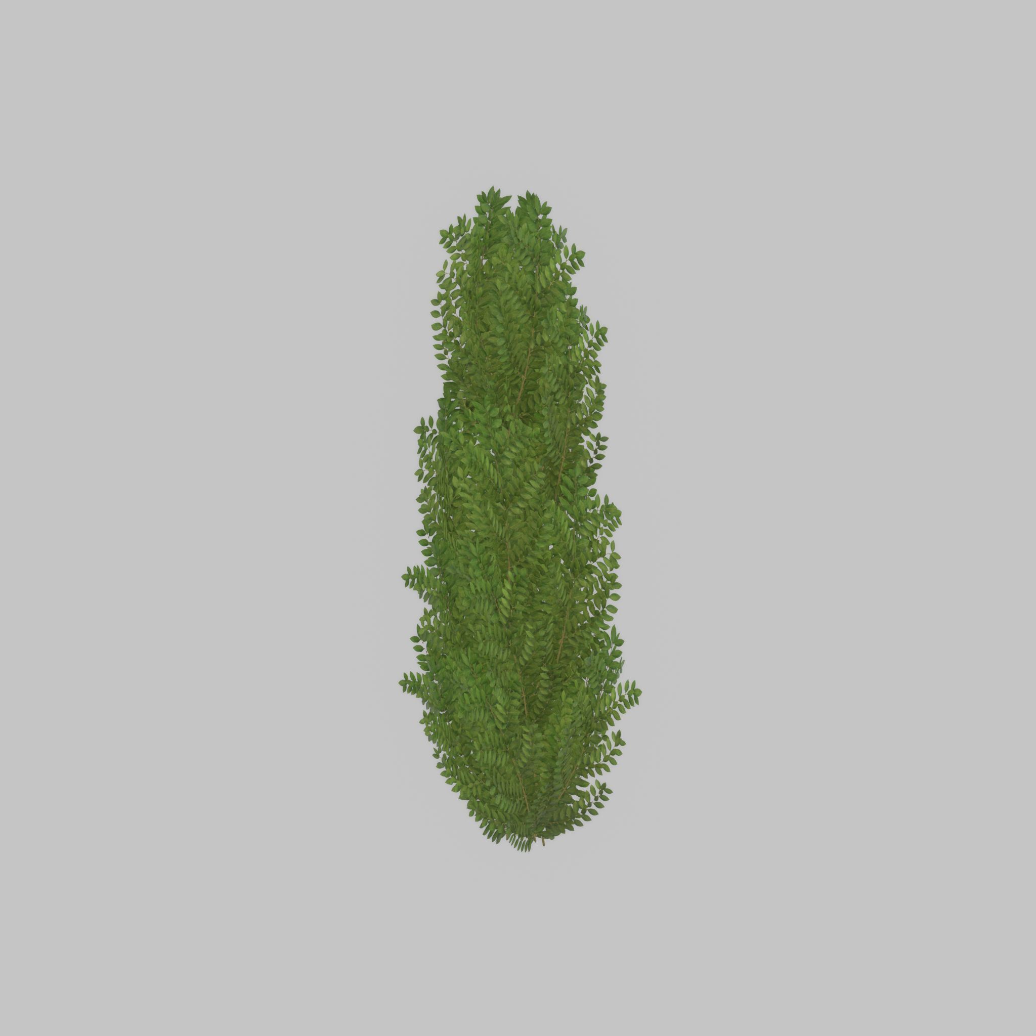 Cherry laurel hedge 1500mm version-1 Low-poly 3D model_50