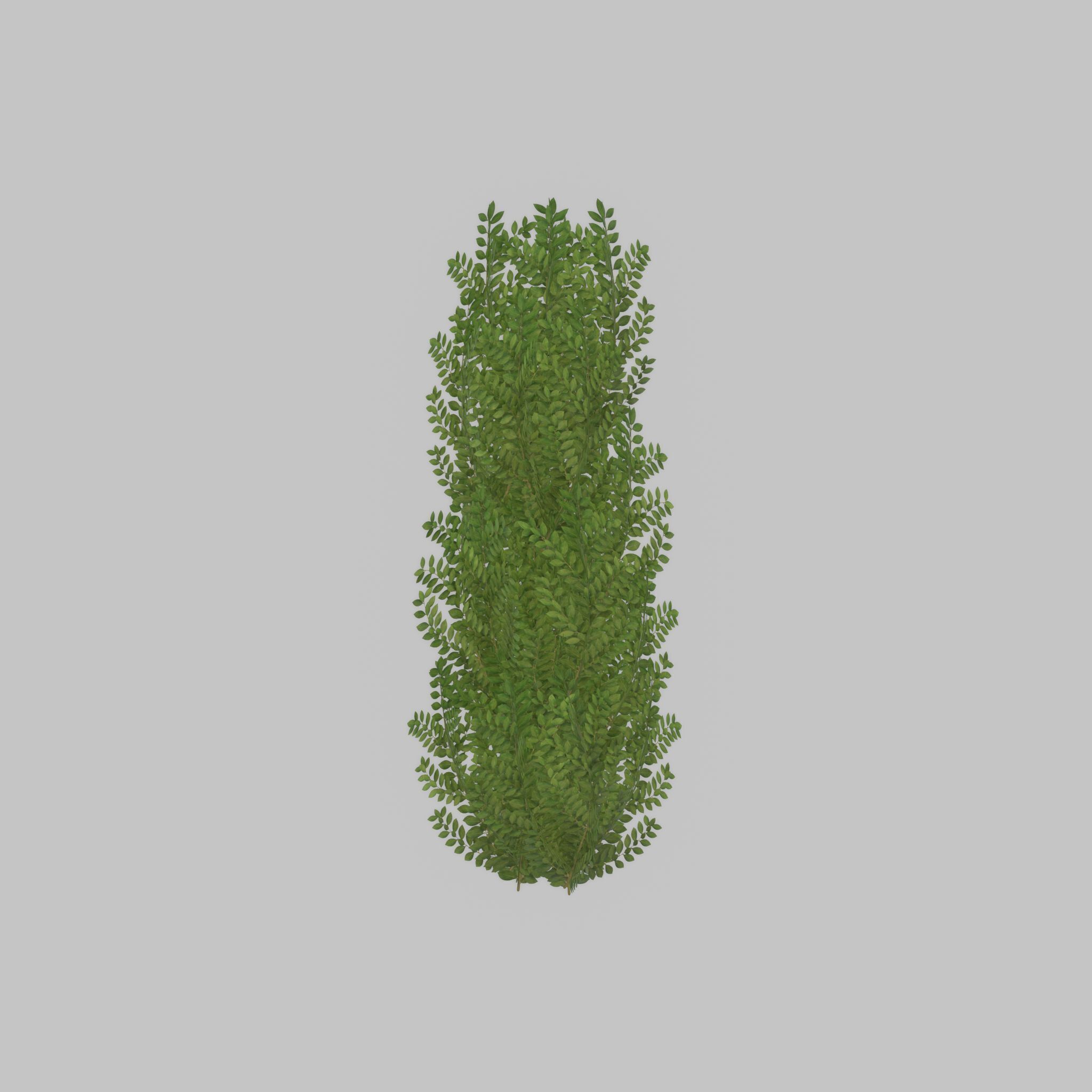 Cherry laurel hedge 1500mm version-1 Low-poly 3D model_31