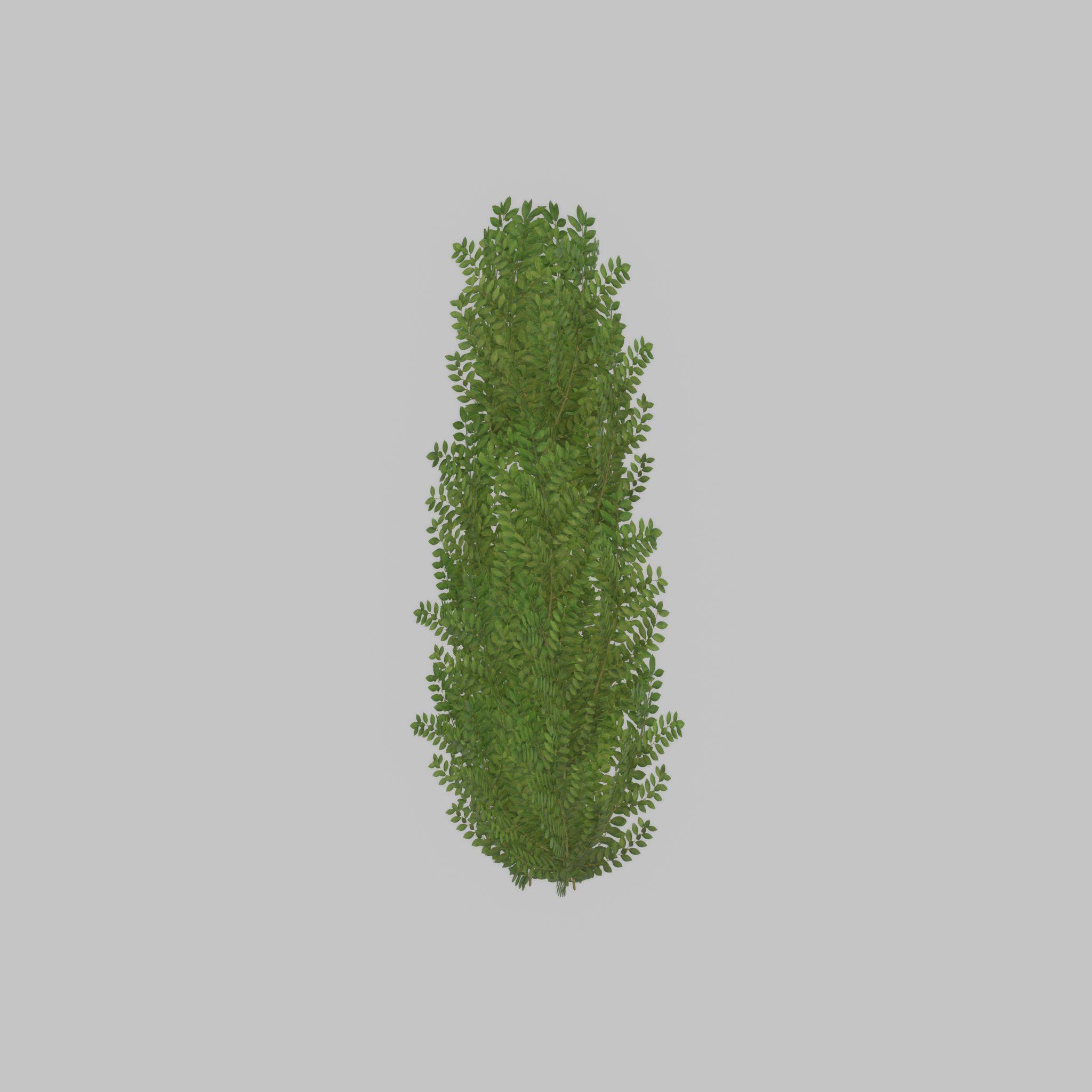 Cherry laurel hedge 1500mm version-1 Low-poly 3D model_49