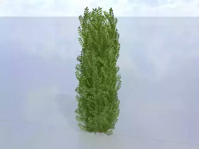 Cherry laurel hedge 1500mm version-1