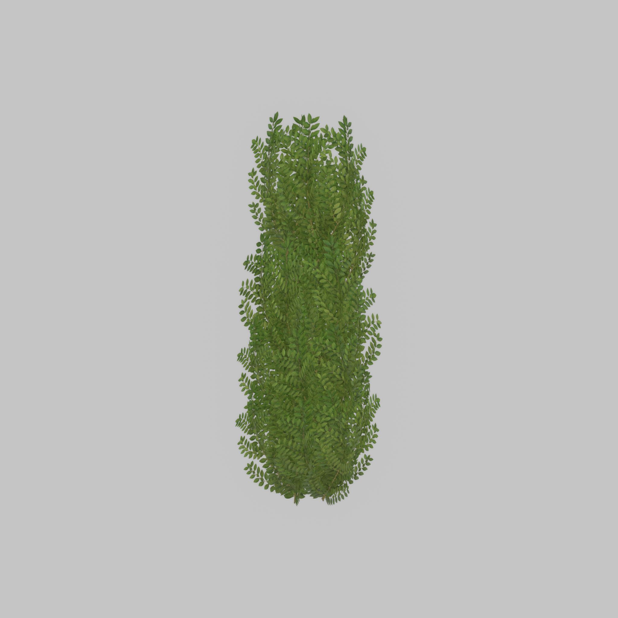 Cherry laurel hedge 1500mm version-1 Low-poly 3D model_43