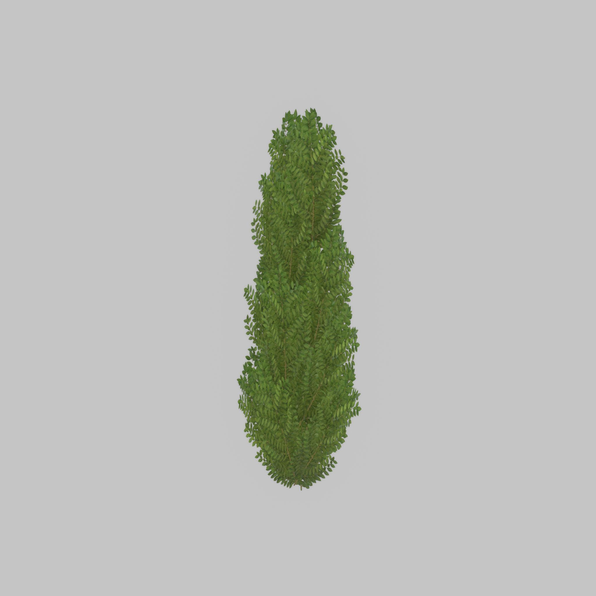 Cherry laurel hedge 1500mm version-1 Low-poly 3D model_36