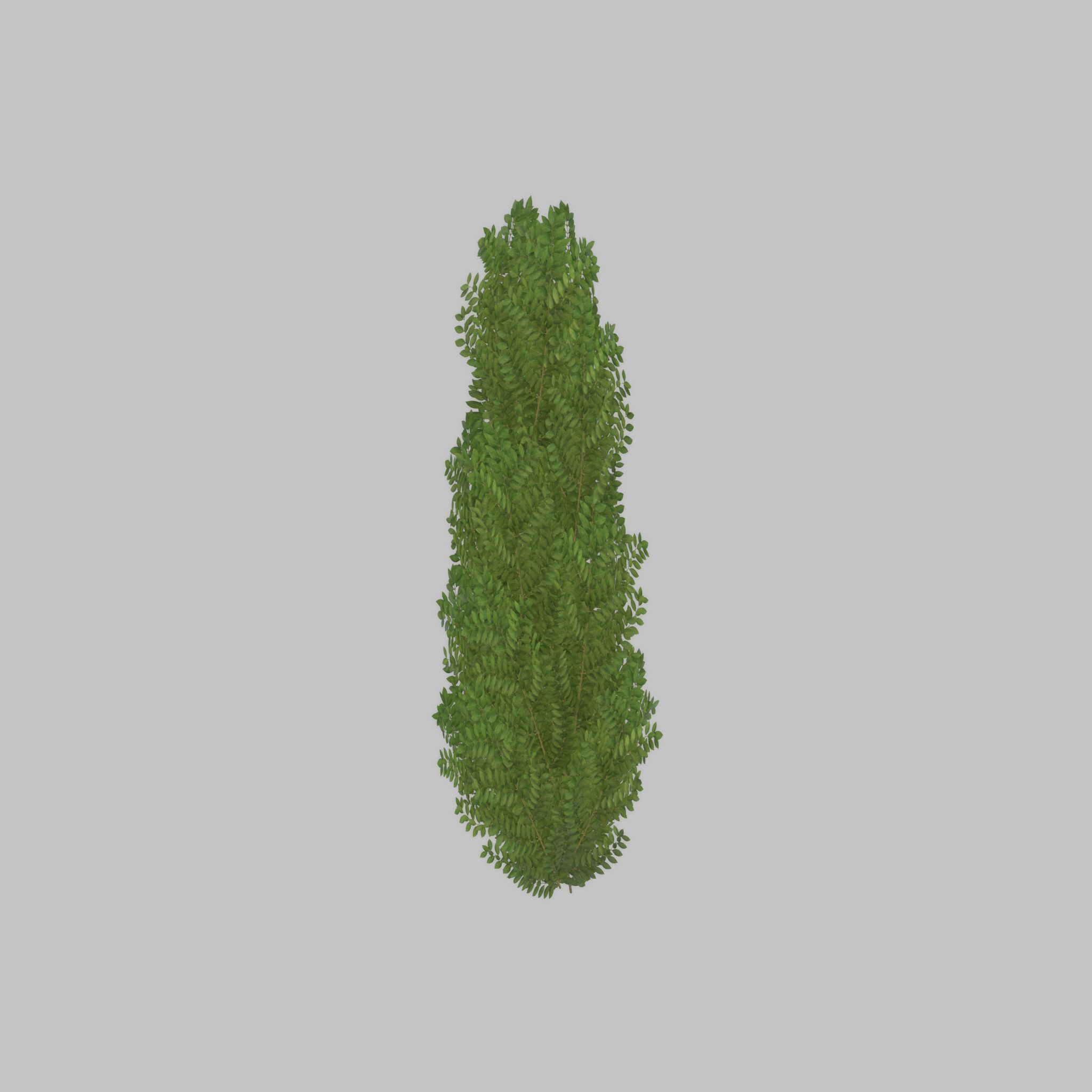 Cherry laurel hedge 1500mm version-1 Low-poly 3D model_51