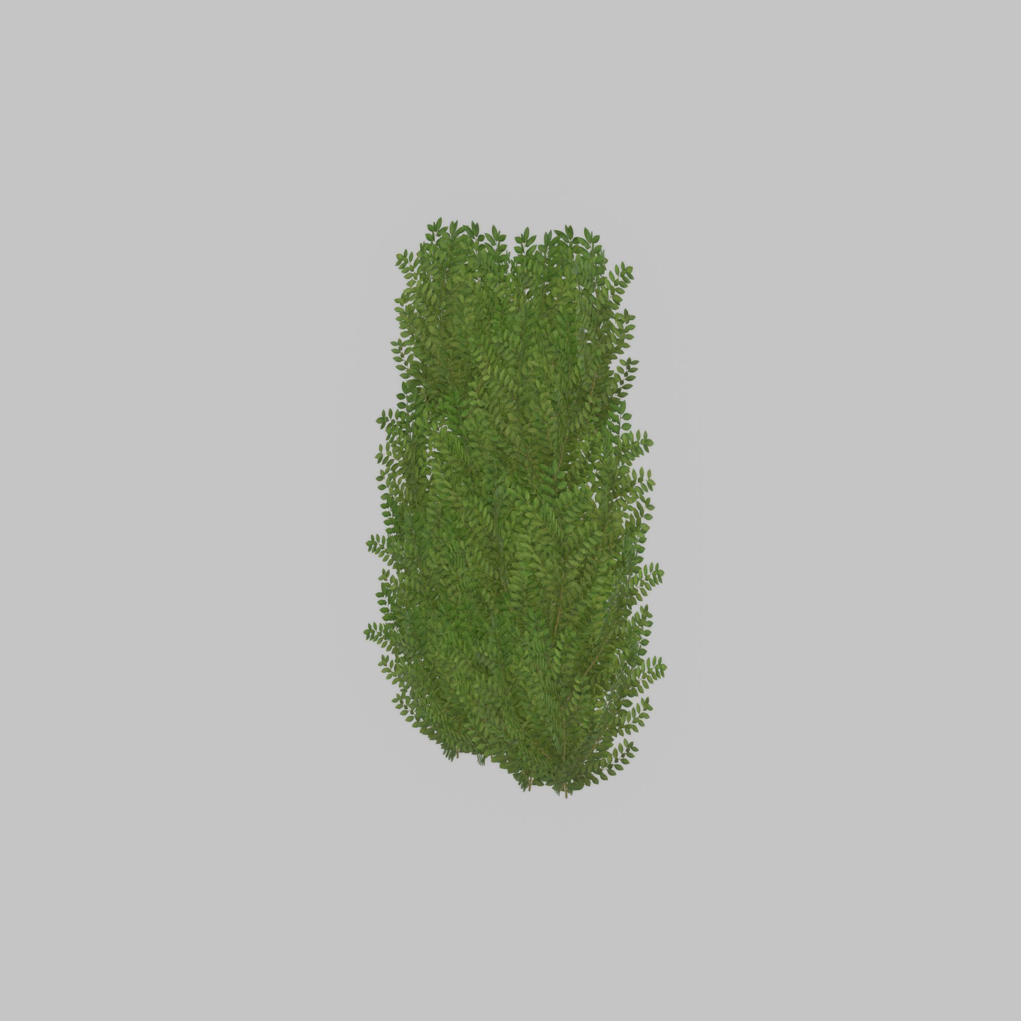 Cherry laurel hedge 1500mm version-2 Low-poly 3D model_55