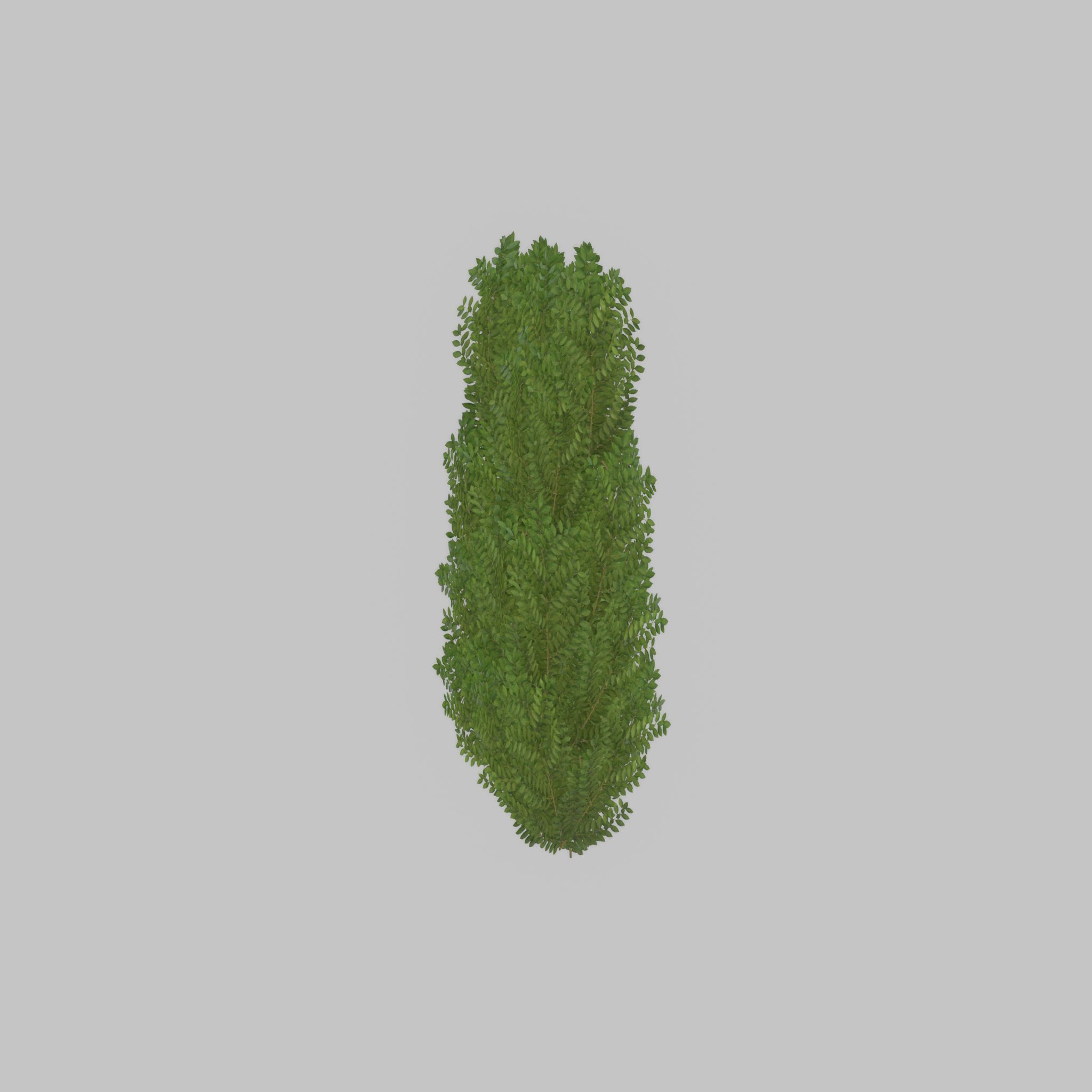Cherry laurel hedge 1500mm version-2 Low-poly 3D model_40