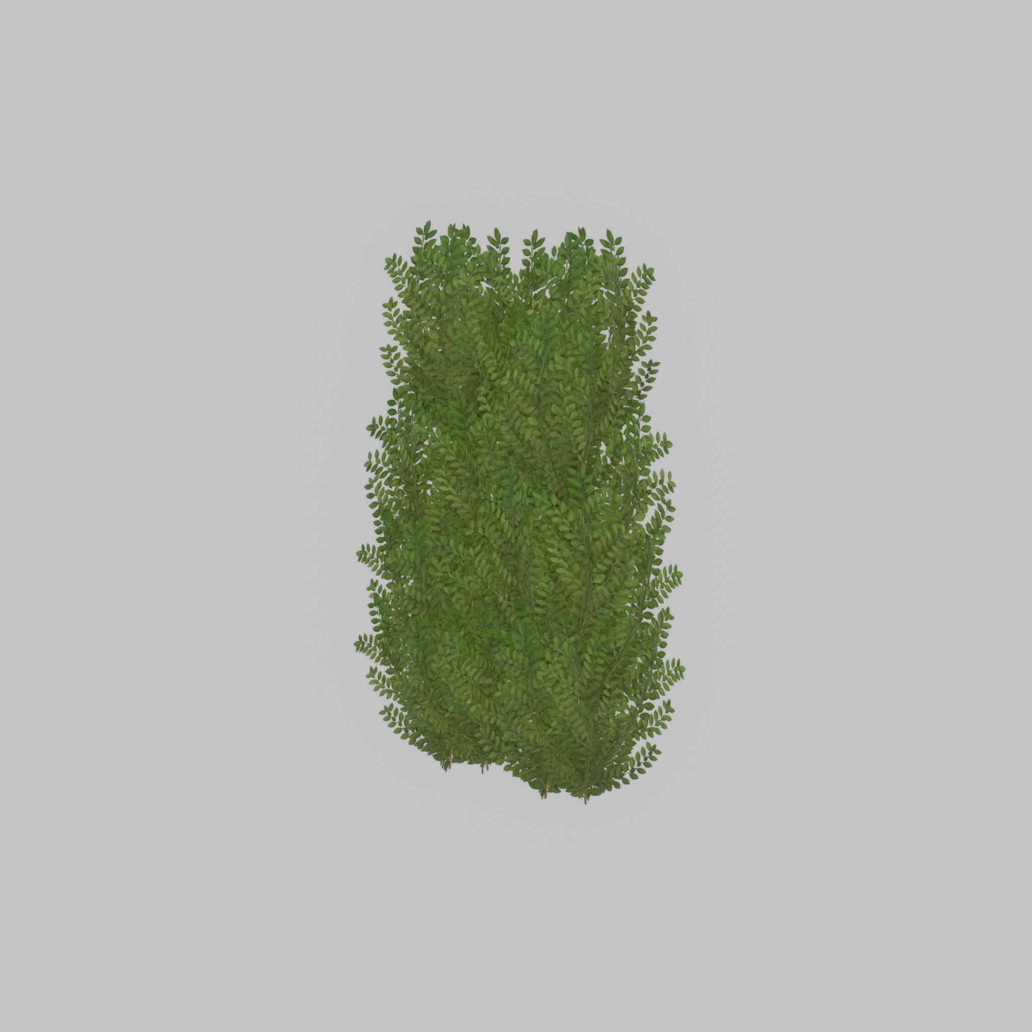 Cherry laurel hedge 1500mm version-2 Low-poly 3D model_37
