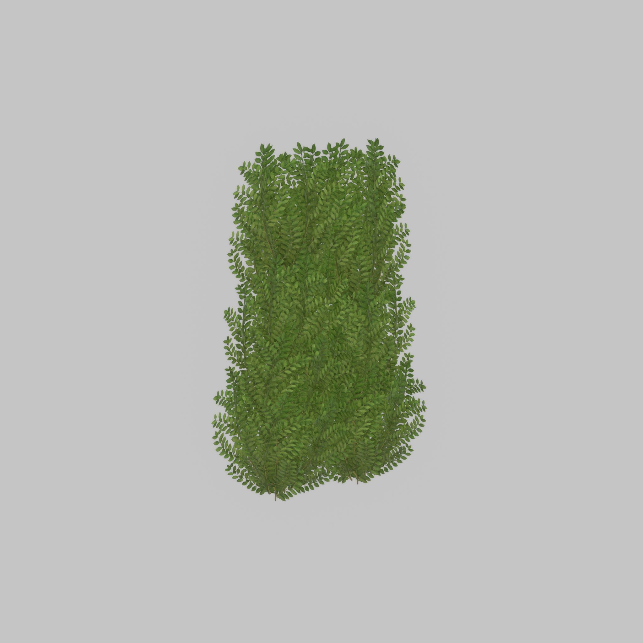 Cherry laurel hedge 1500mm version-2 Low-poly 3D model_27